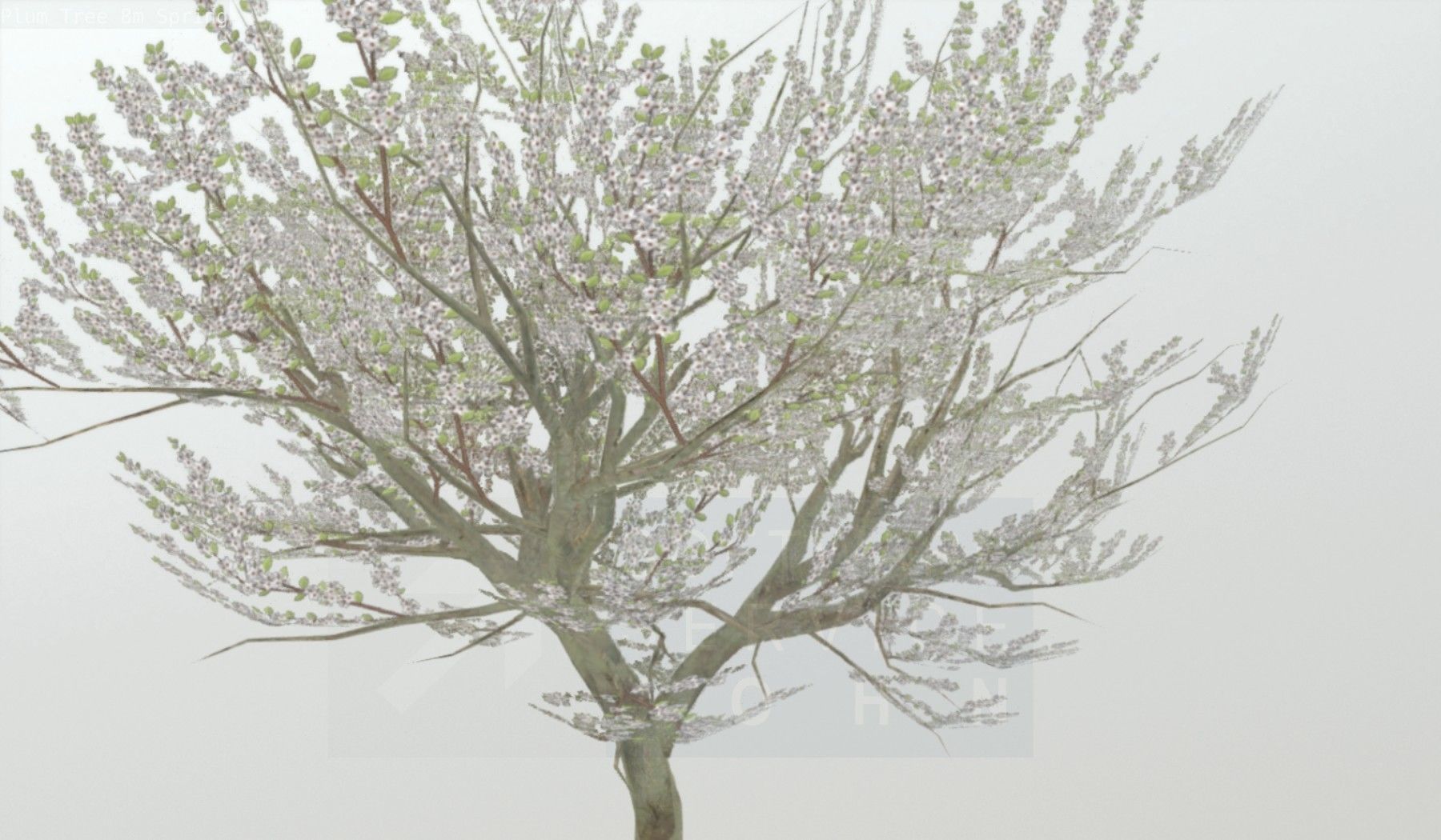 Plum Trees 8m Spring Low-poly 3D model_84