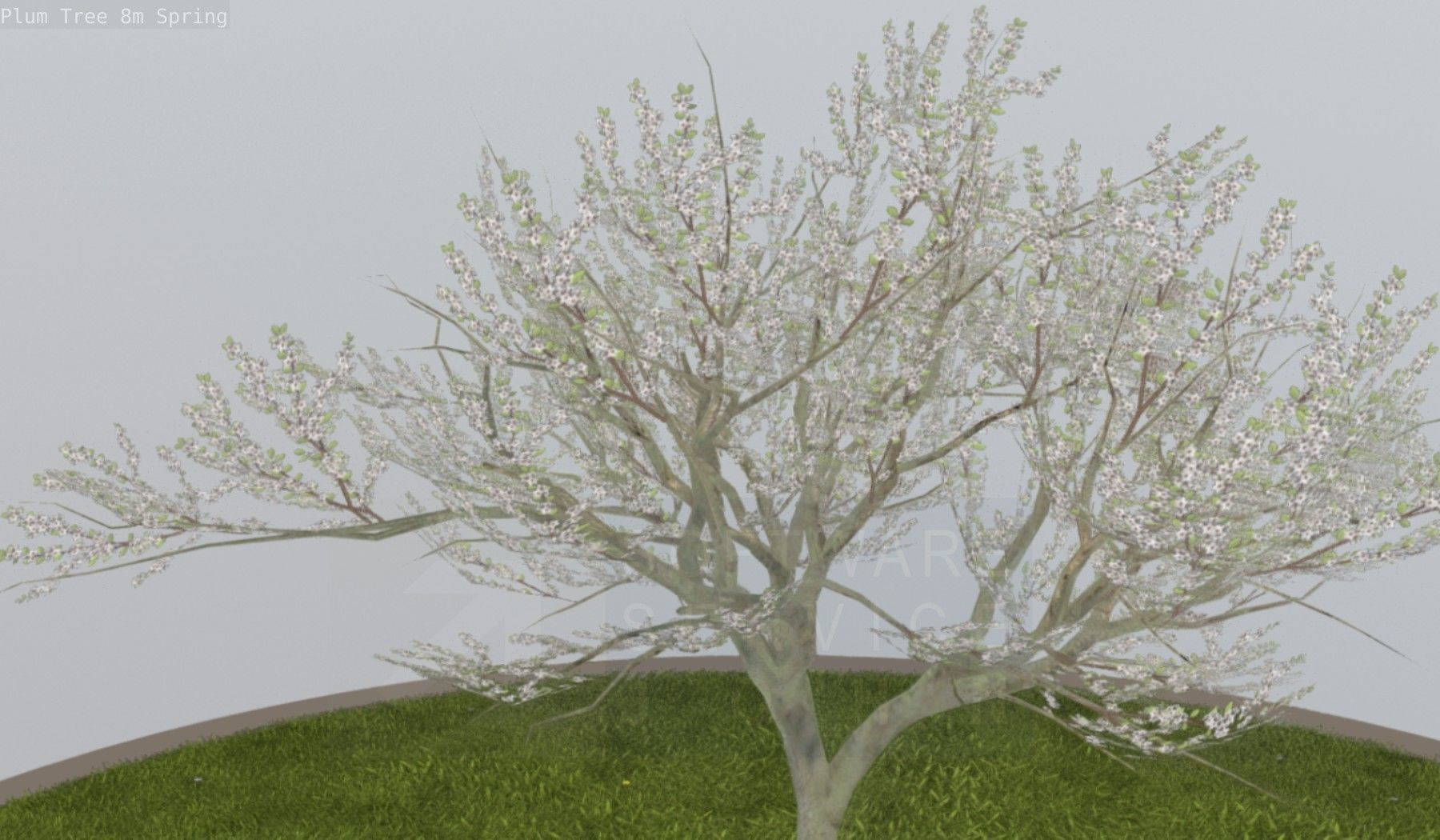 Plum Trees 8m Spring Low-poly 3D model_83