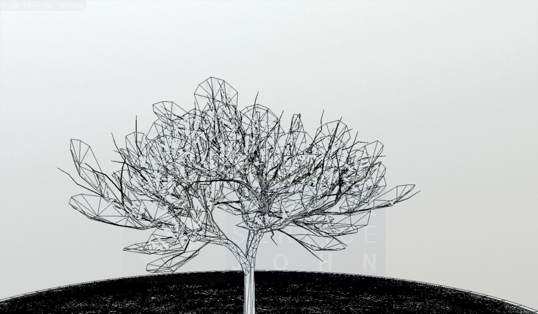 Plum Trees 8m Spring Low-poly 3D model_118