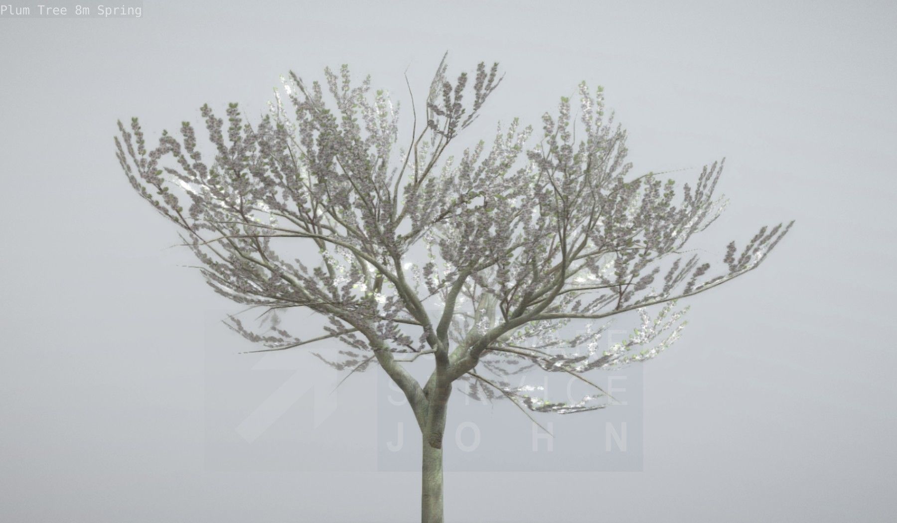 Plum Trees 8m Spring Low-poly 3D model_21