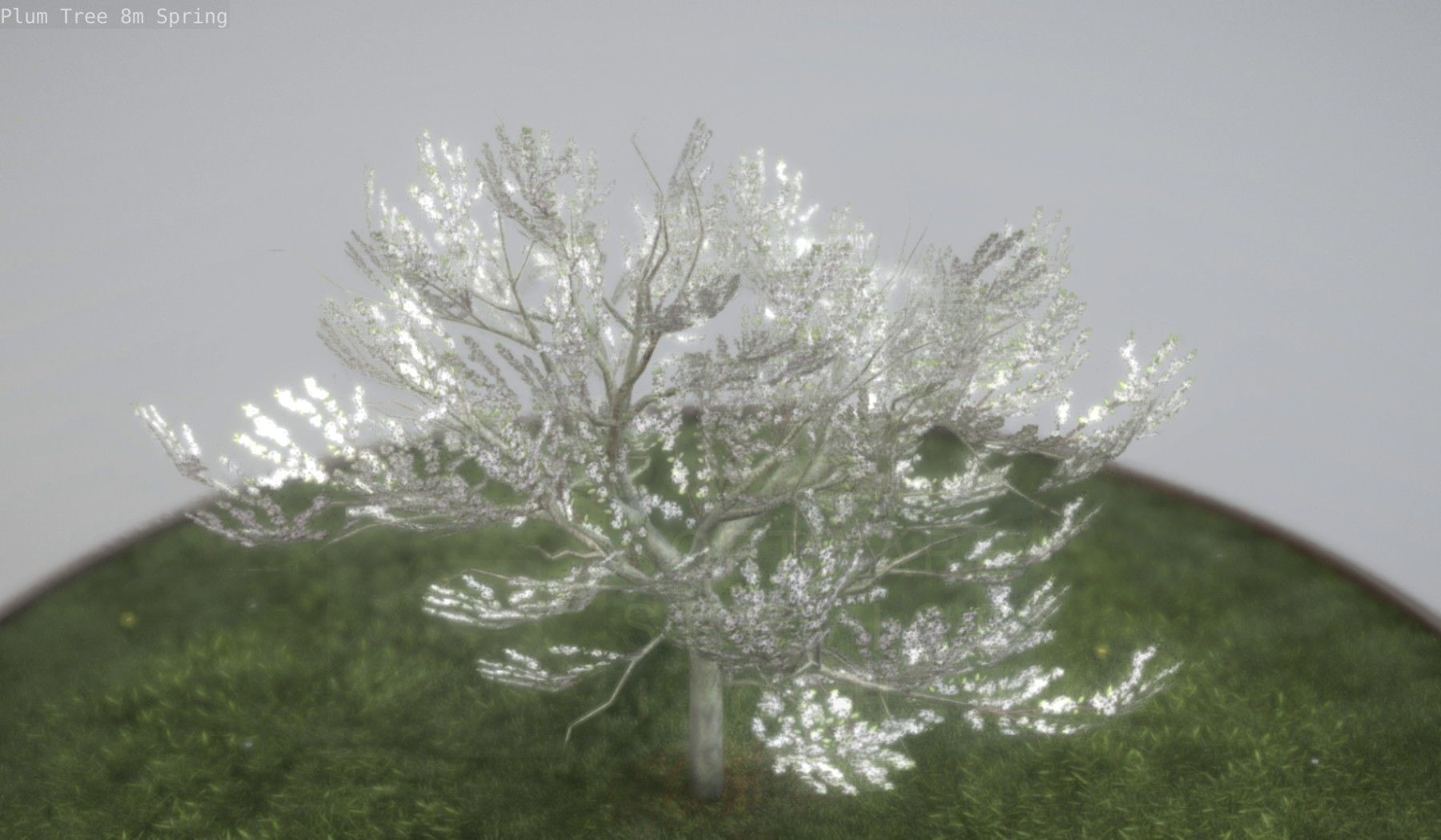 Plum Trees 8m Spring Low-poly 3D model_34