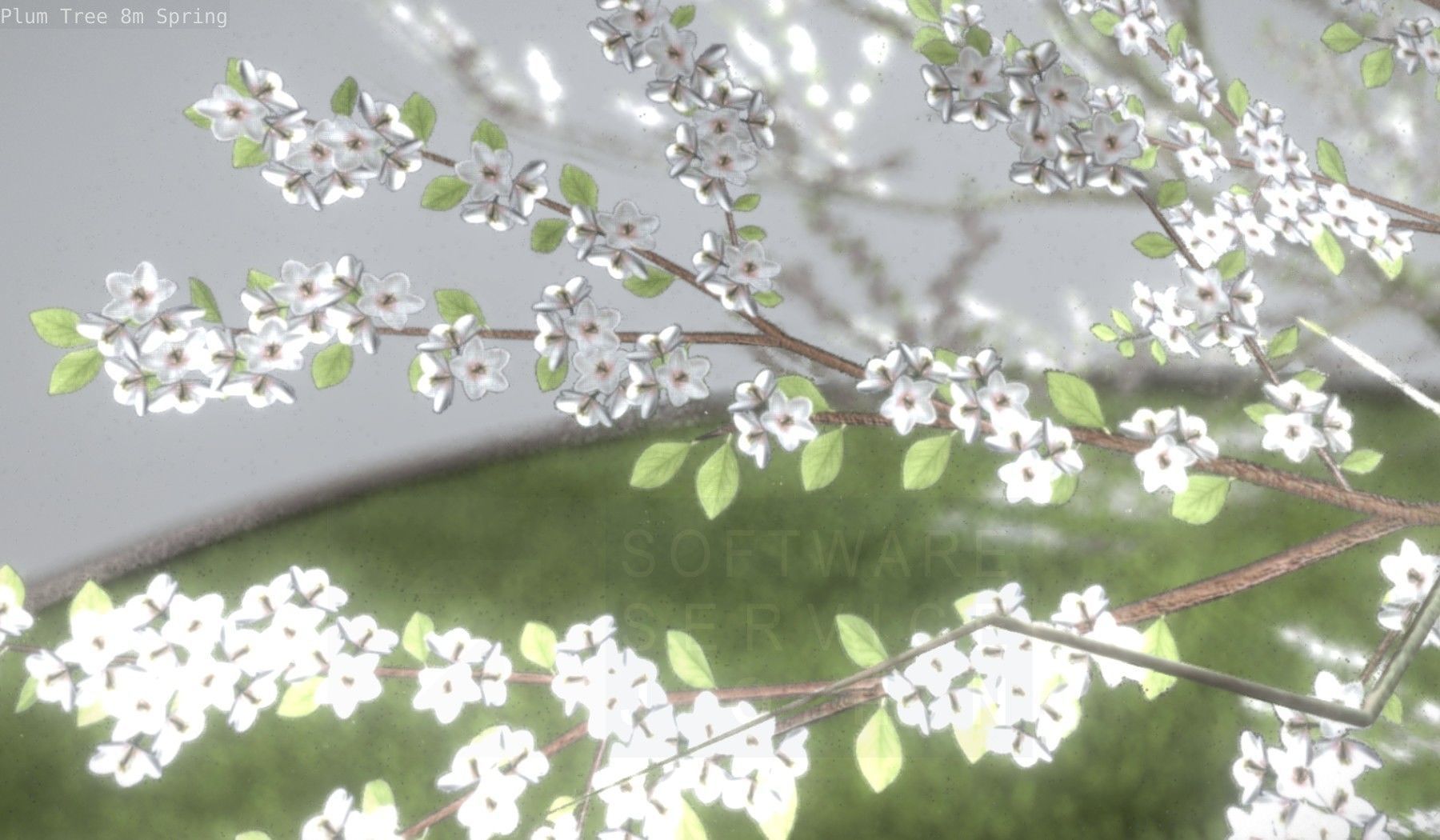 Plum Trees 8m Spring Low-poly 3D model_65