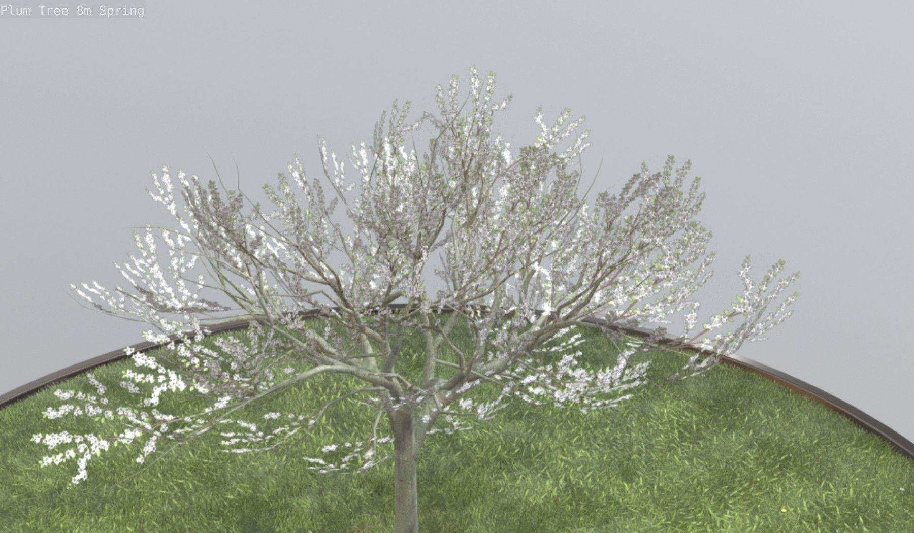 Plum Trees 8m Spring Low-poly 3D model_85
