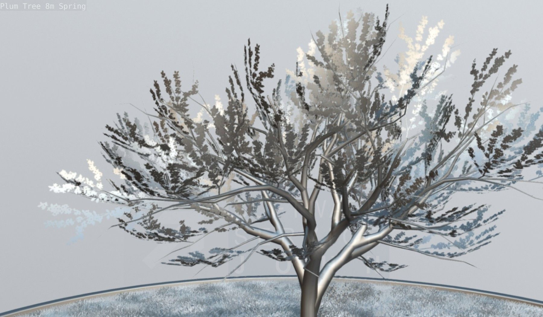 Plum Trees 8m Spring Low-poly 3D model_108