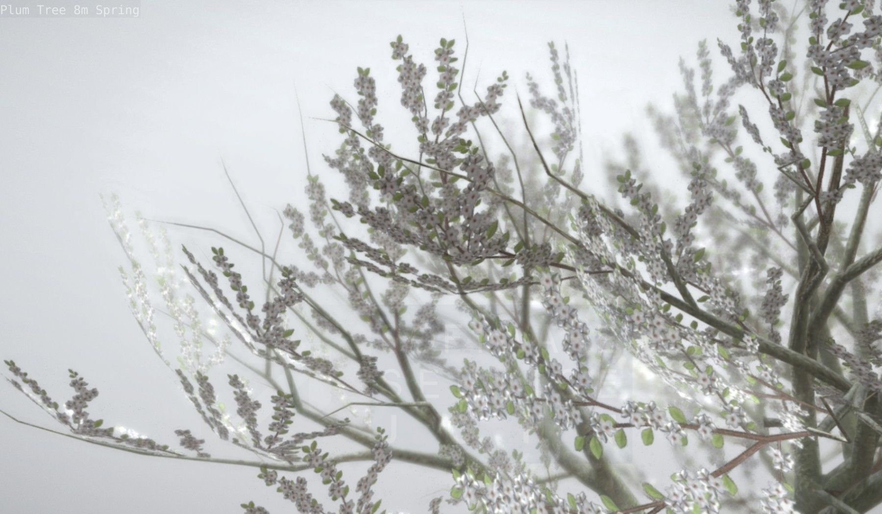 Plum Trees 8m Spring Low-poly 3D model_60