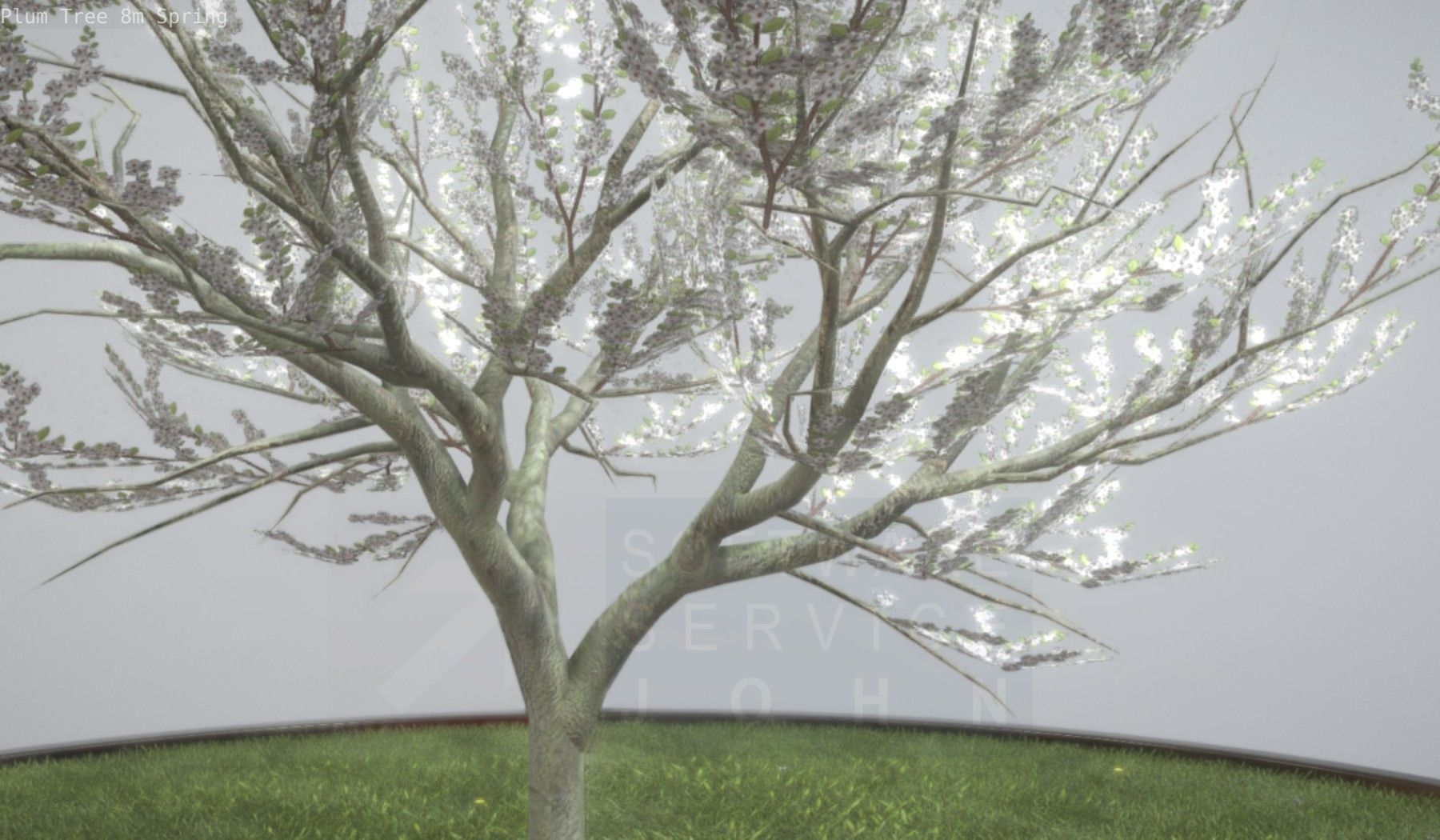 Plum Trees 8m Spring Low-poly 3D model_70