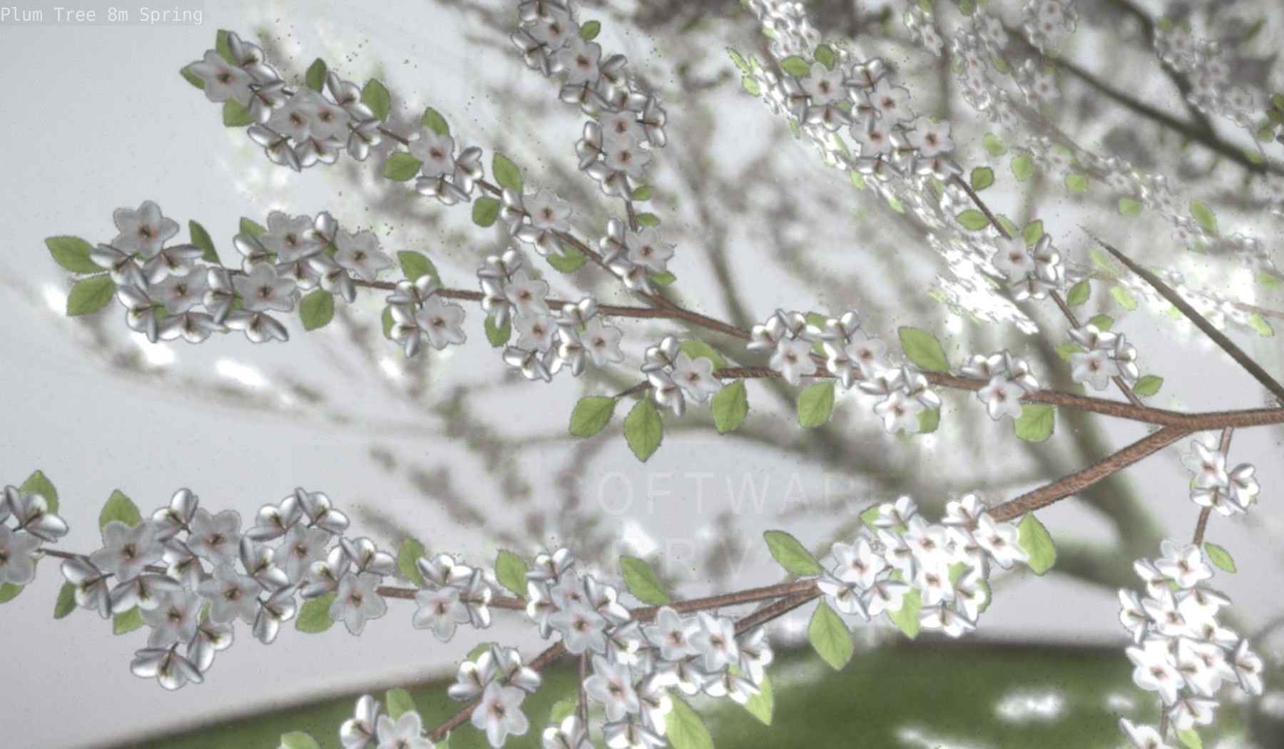 Plum Trees 8m Spring Low-poly 3D model_62