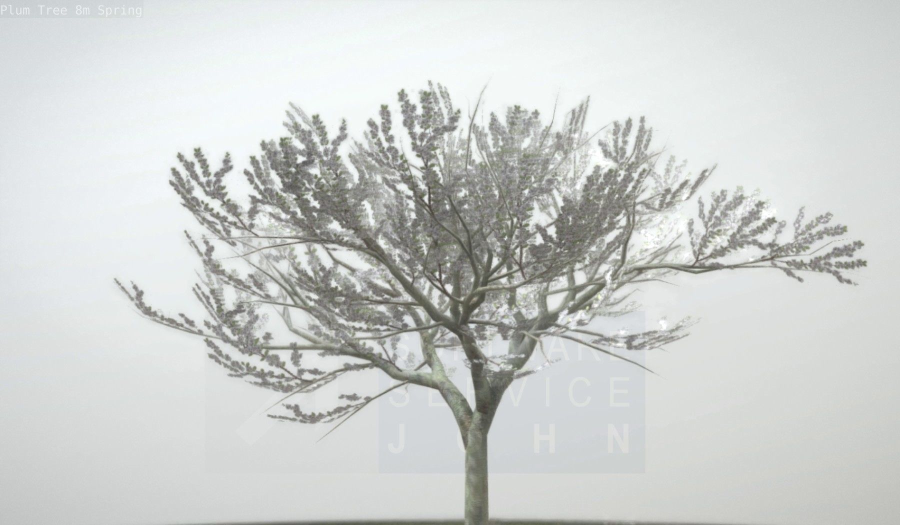 Plum Trees 8m Spring Low-poly 3D model_20