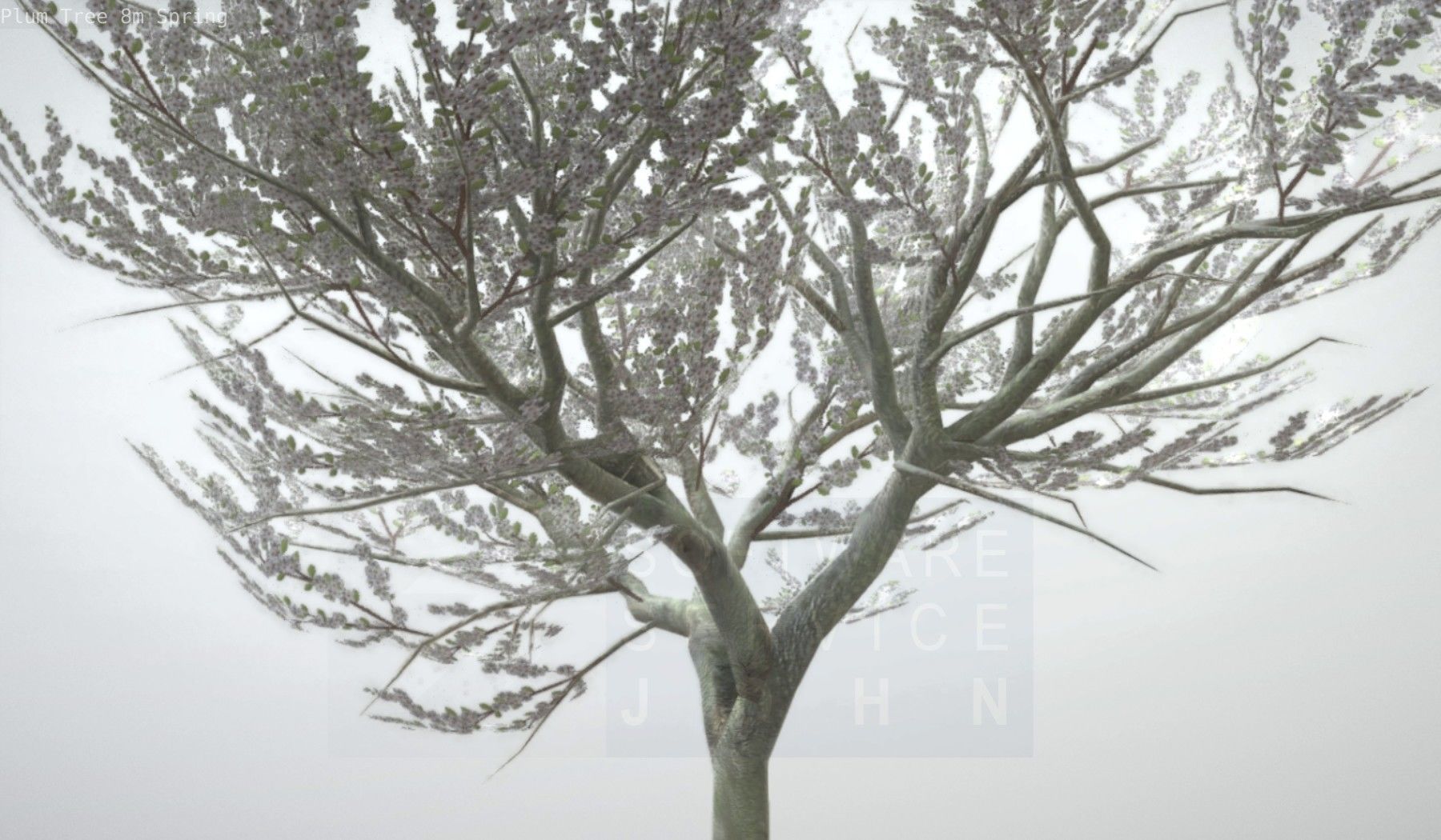 Plum Trees 8m Spring Low-poly 3D model_48