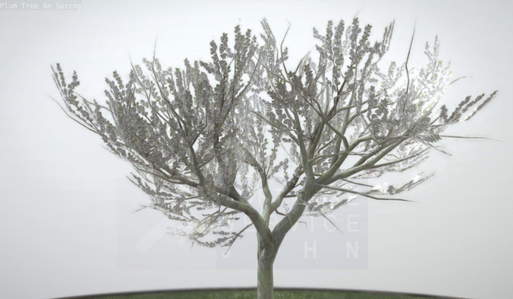 Plum Trees 8m Spring Low-poly 3D model_41