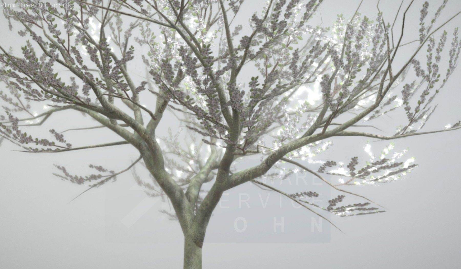 Plum Trees 8m Spring Low-poly 3D model_73