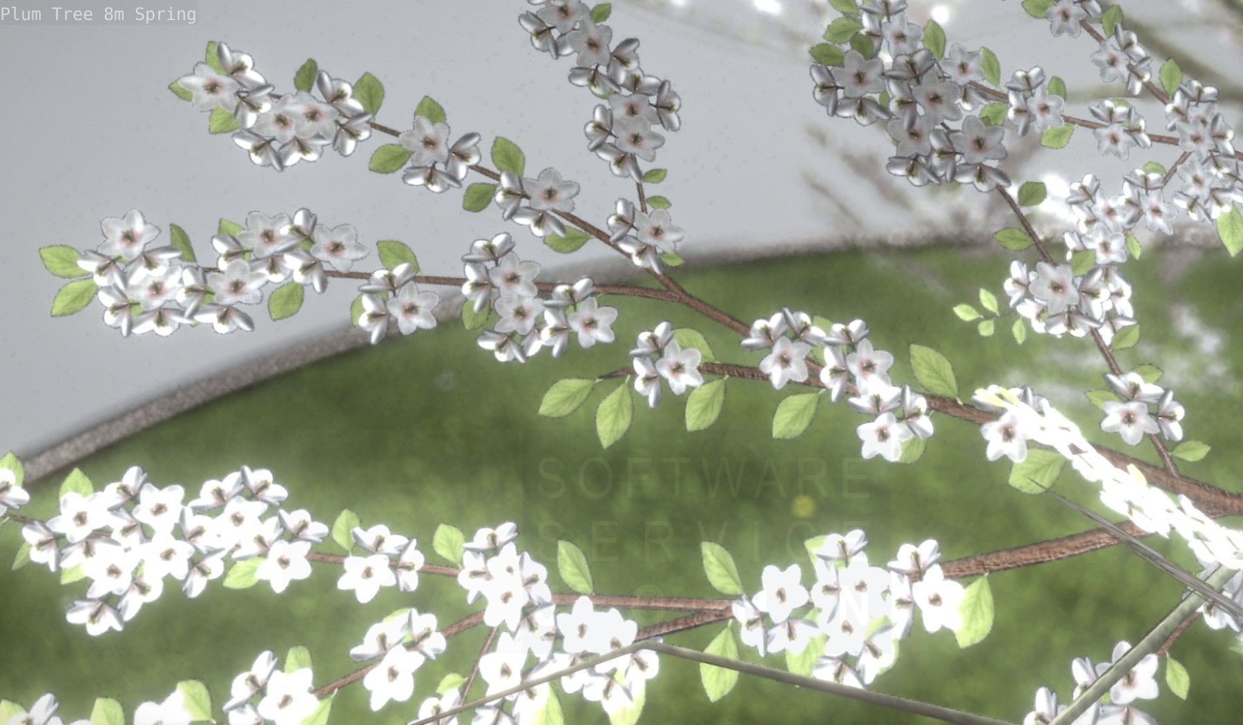 Plum Trees 8m Spring Low-poly 3D model_69