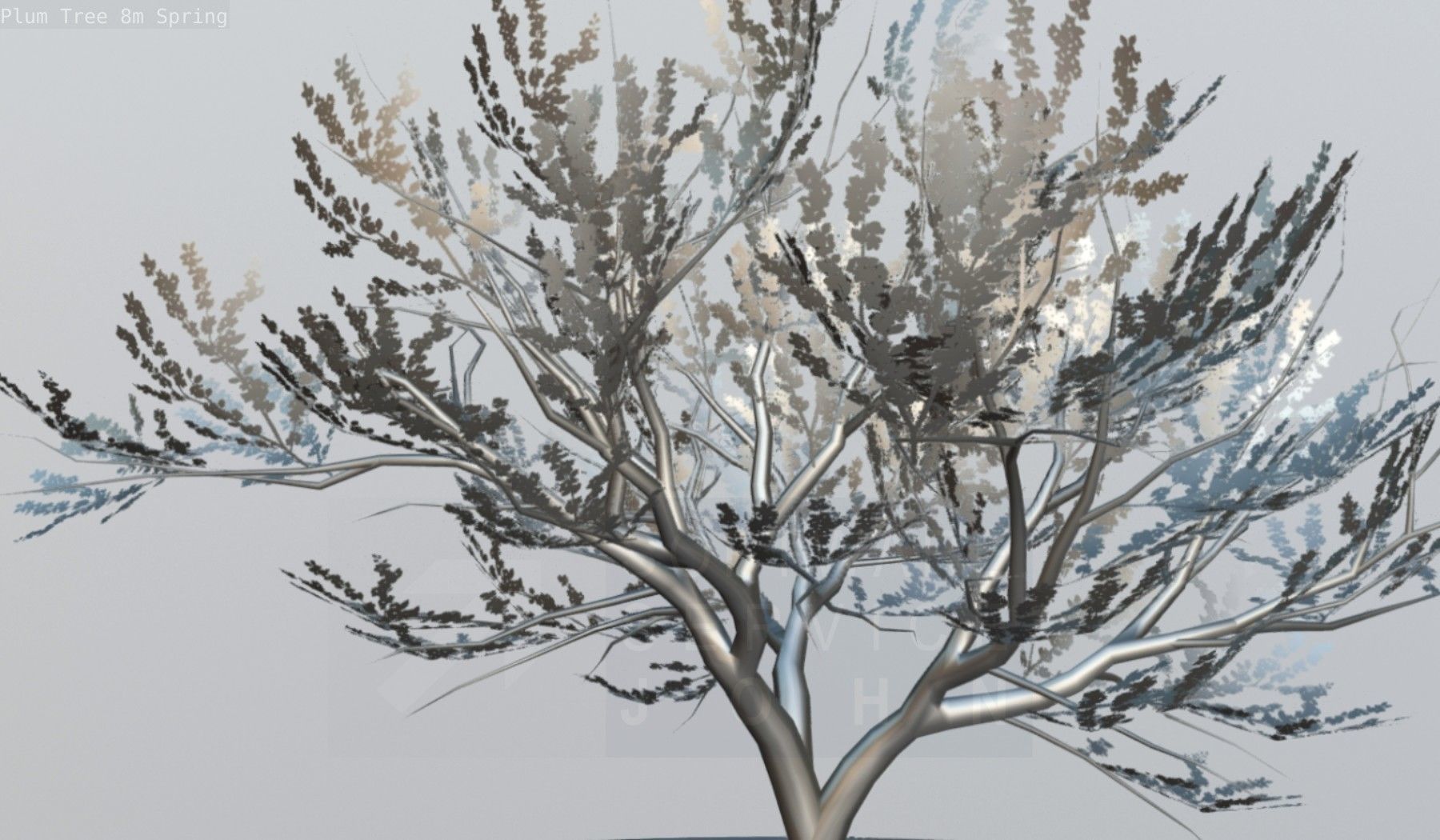 Plum Trees 8m Spring Low-poly 3D model_109