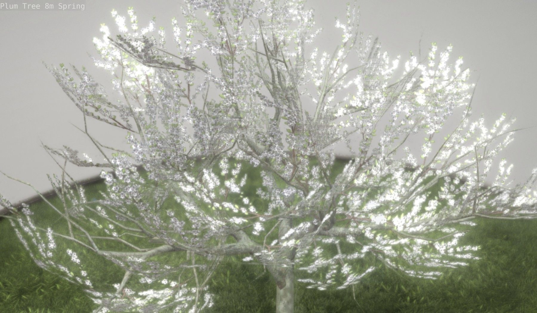 Plum Trees 8m Spring Low-poly 3D model_40