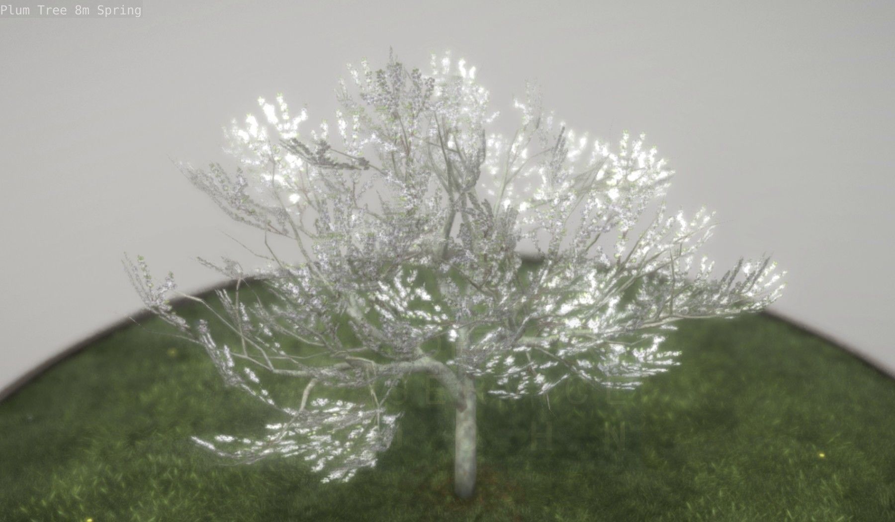 Plum Trees 8m Spring Low-poly 3D model_9