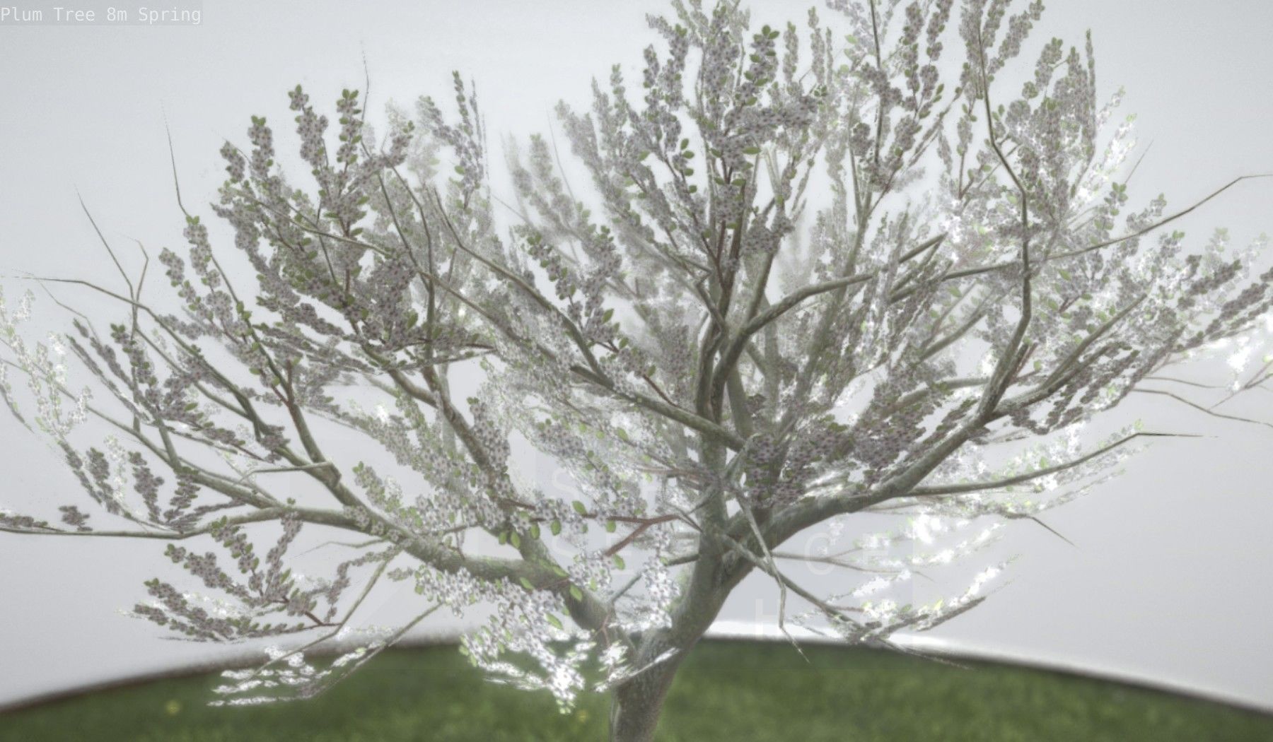 Plum Trees 8m Spring Low-poly 3D model_39