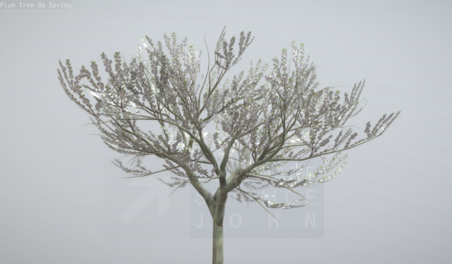 Plum Trees 8m Spring Low-poly 3D model_12