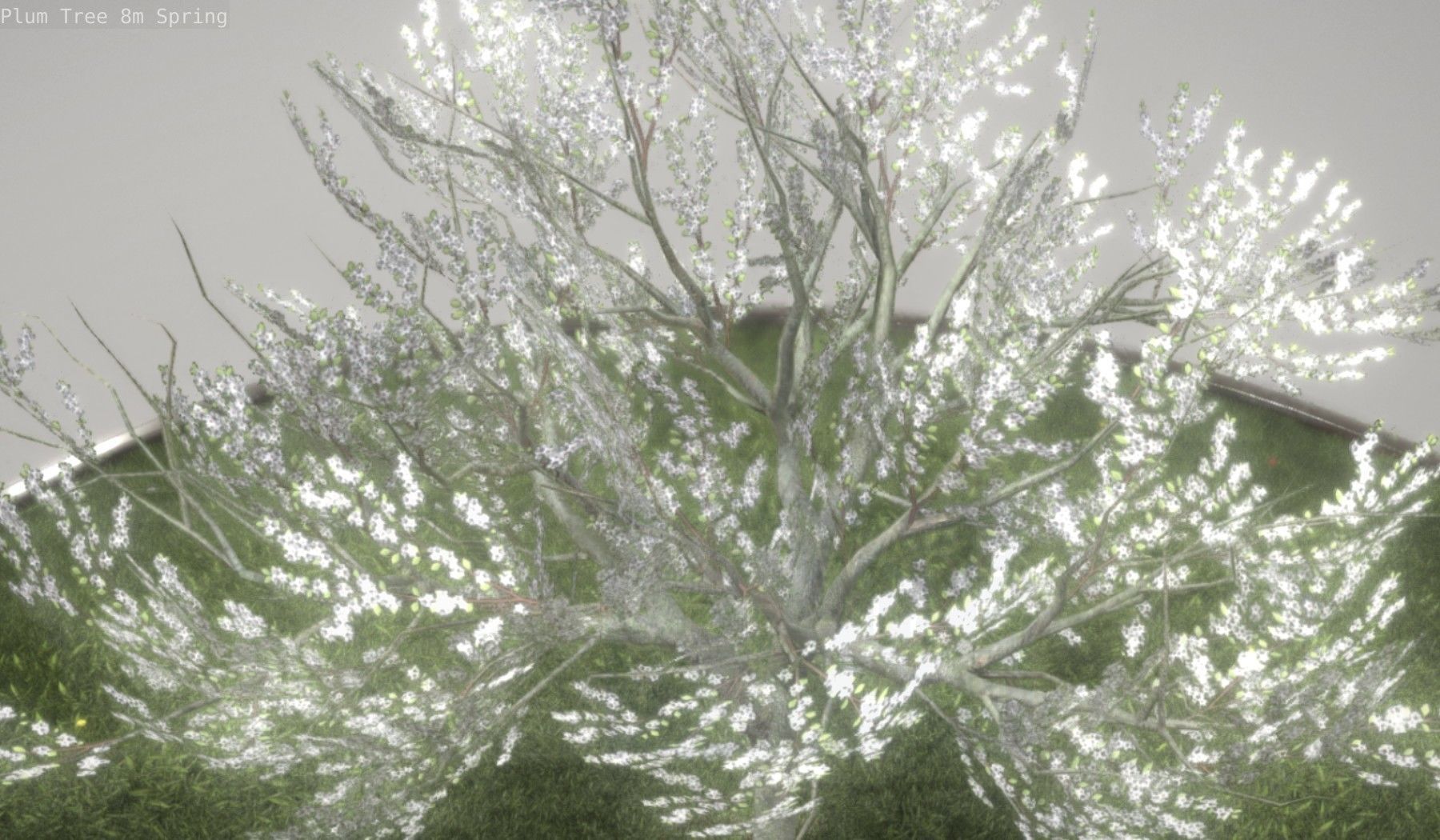 Plum Trees 8m Spring Low-poly 3D model_35