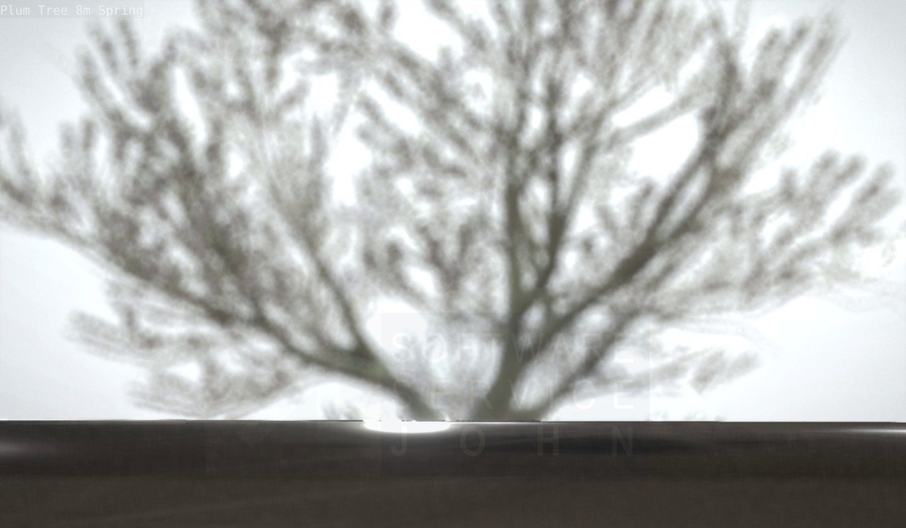 Plum Trees 8m Spring Low-poly 3D model_32