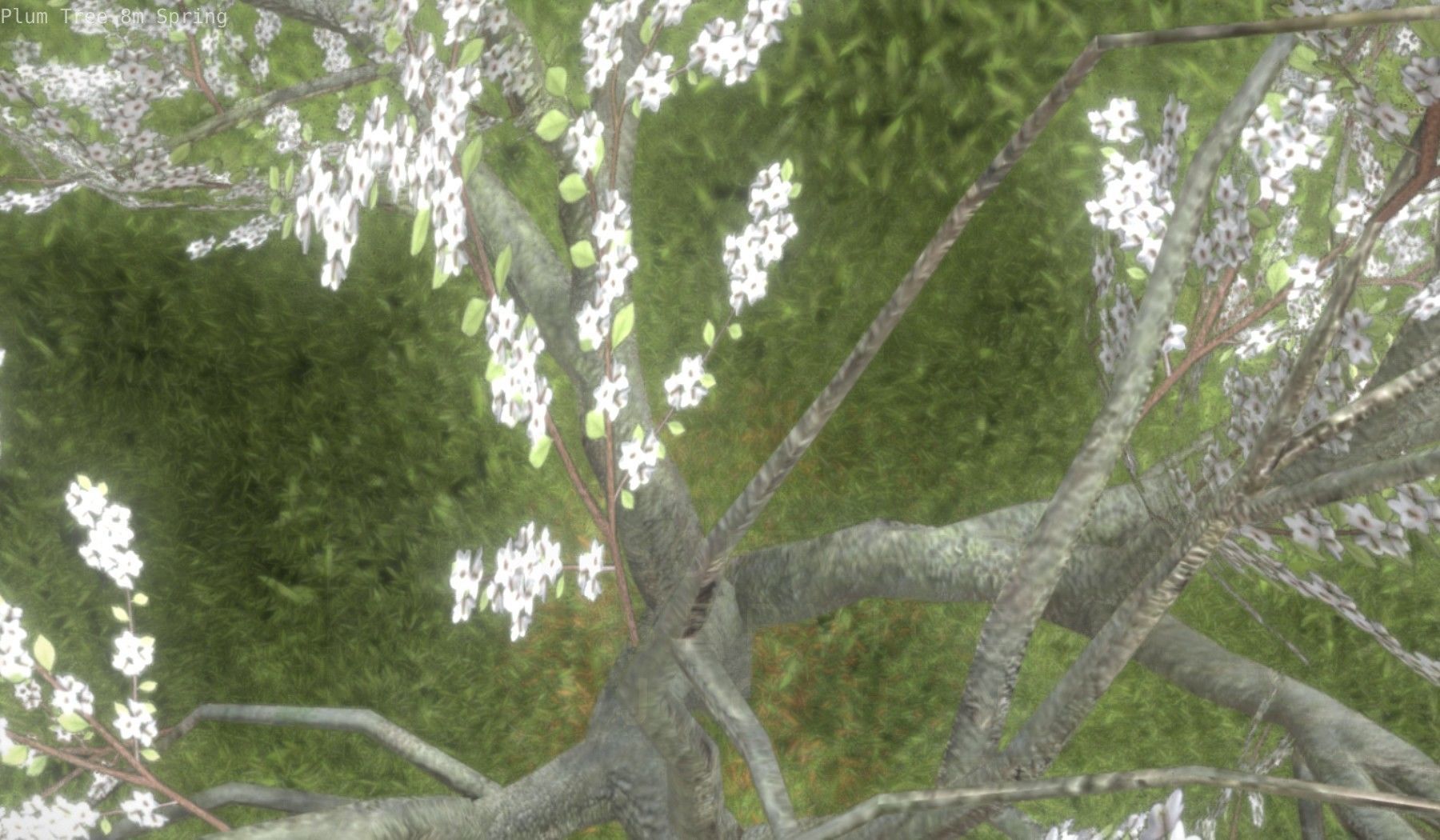 Plum Trees 8m Spring Low-poly 3D model_54
