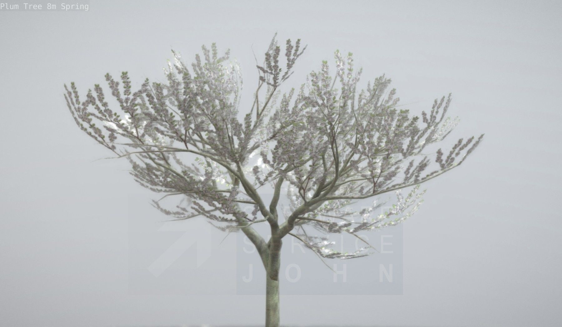 Plum Trees 8m Spring Low-poly 3D model_7