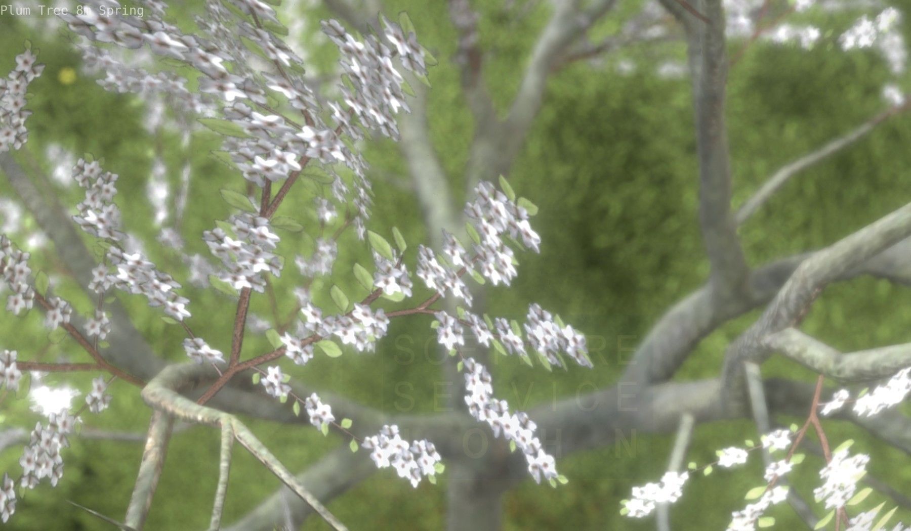 Plum Trees 8m Spring Low-poly 3D model_47