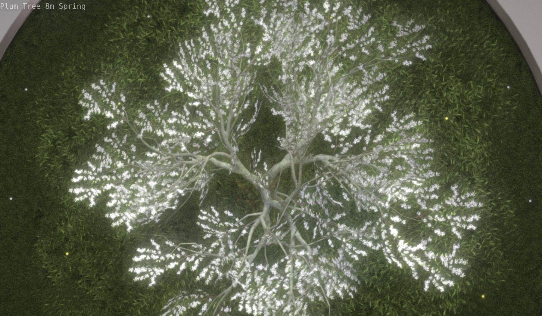 Plum Trees 8m Spring Low-poly 3D model_28