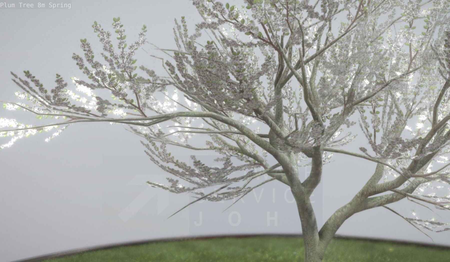 Plum Trees 8m Spring Low-poly 3D model_72