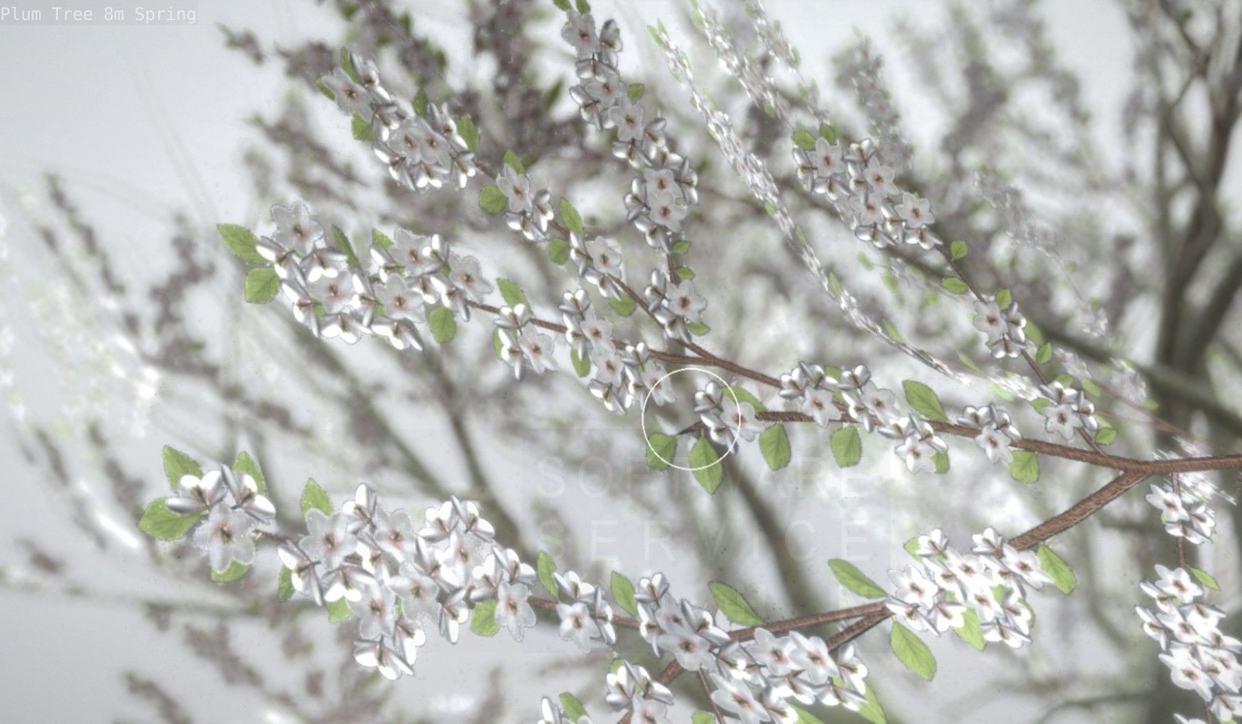 Plum Trees 8m Spring Low-poly 3D model_59