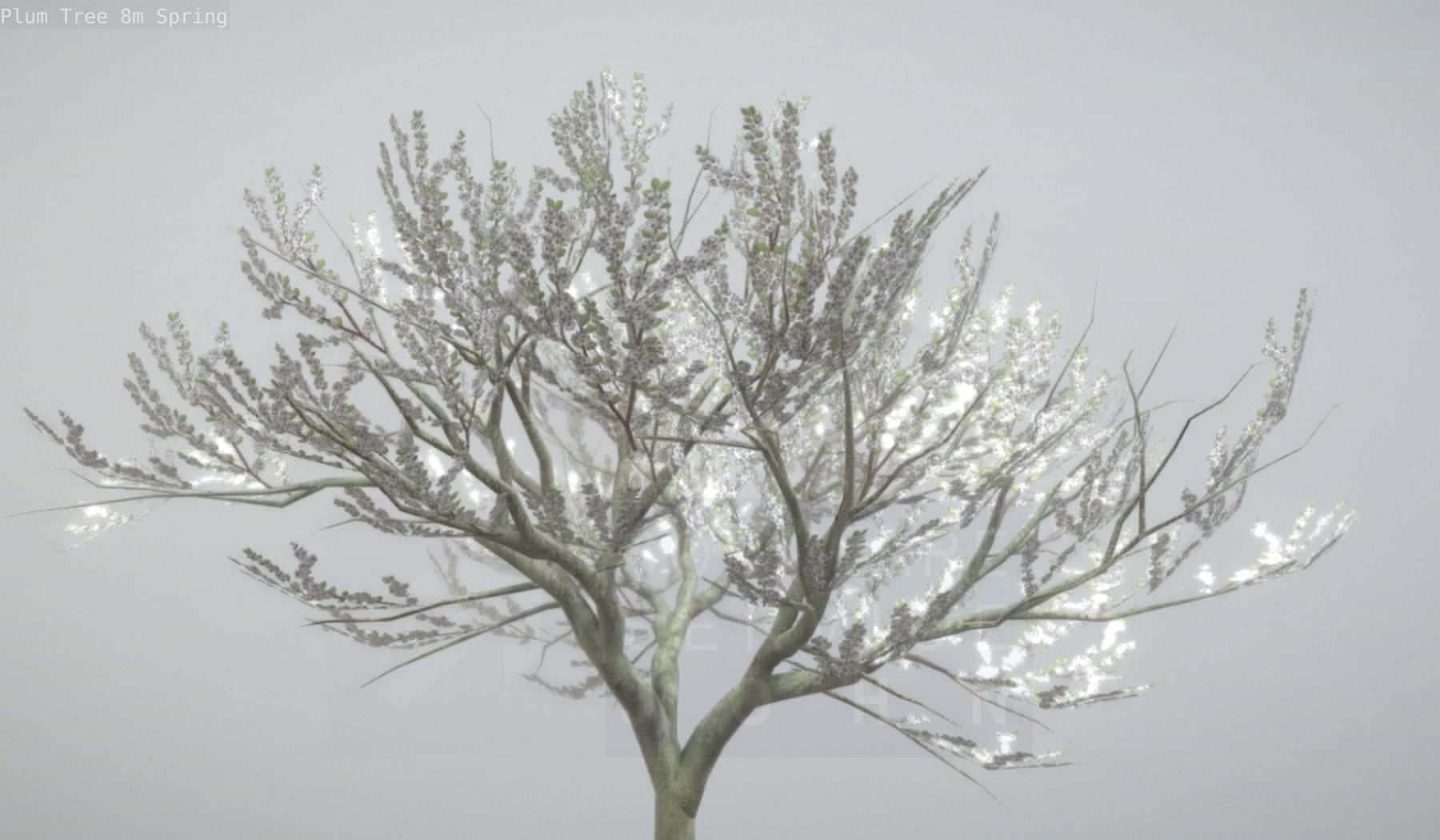 Plum Trees 8m Spring Low-poly 3D model_79