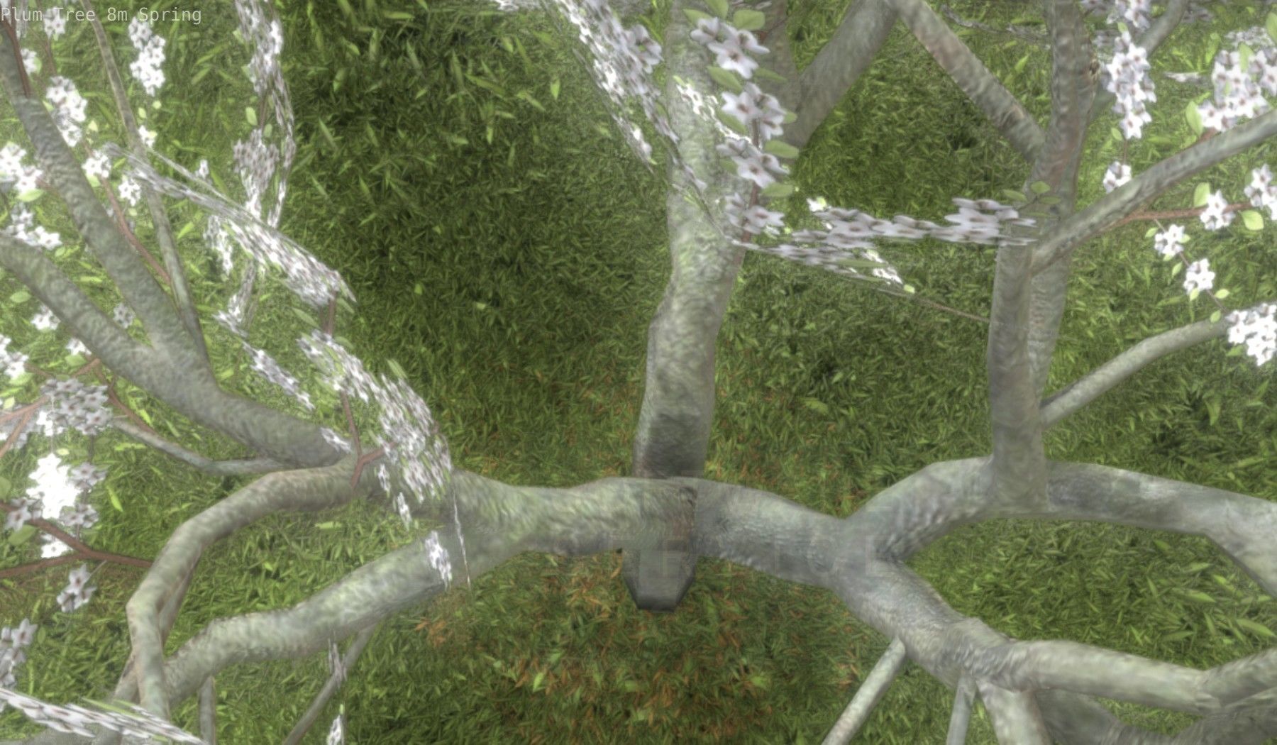 Plum Trees 8m Spring Low-poly 3D model_49