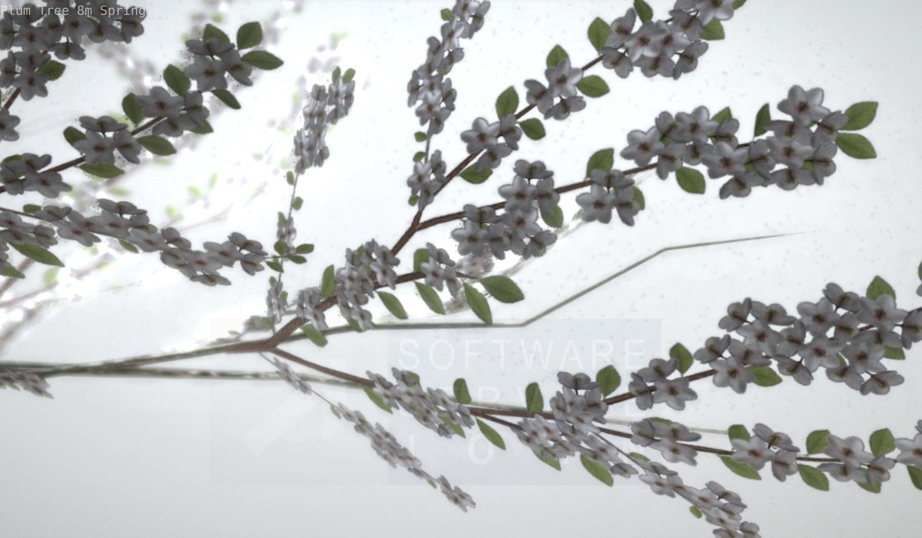 Plum Trees 8m Spring Low-poly 3D model_66