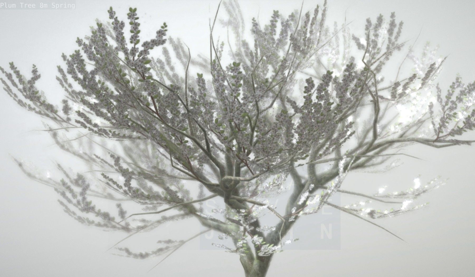 Plum Trees 8m Spring Low-poly 3D model_43