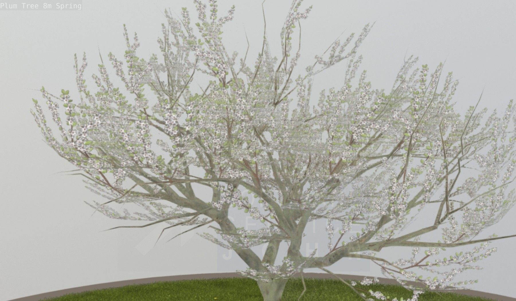 Plum Trees 8m Spring Low-poly 3D model_87