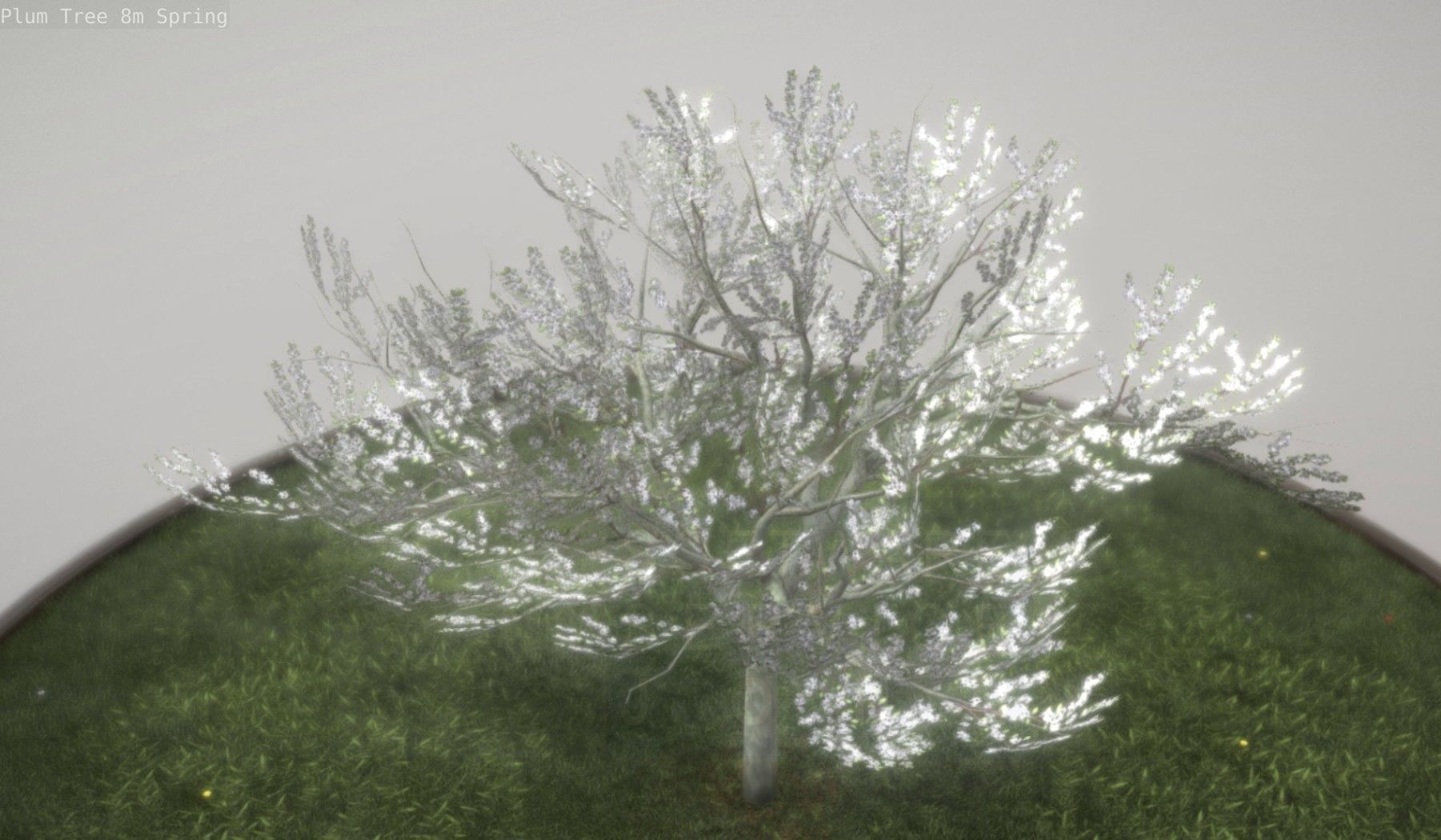 Plum Trees 8m Spring Low-poly 3D model_23