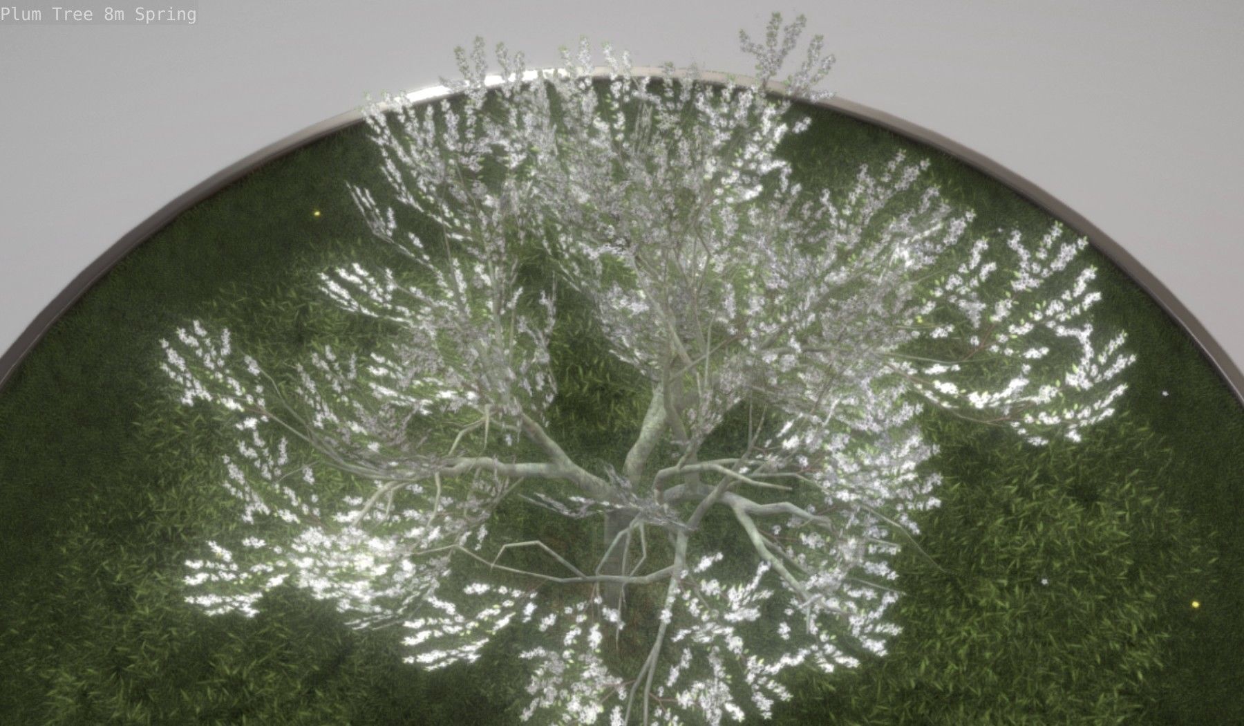 Plum Trees 8m Spring Low-poly 3D model_27