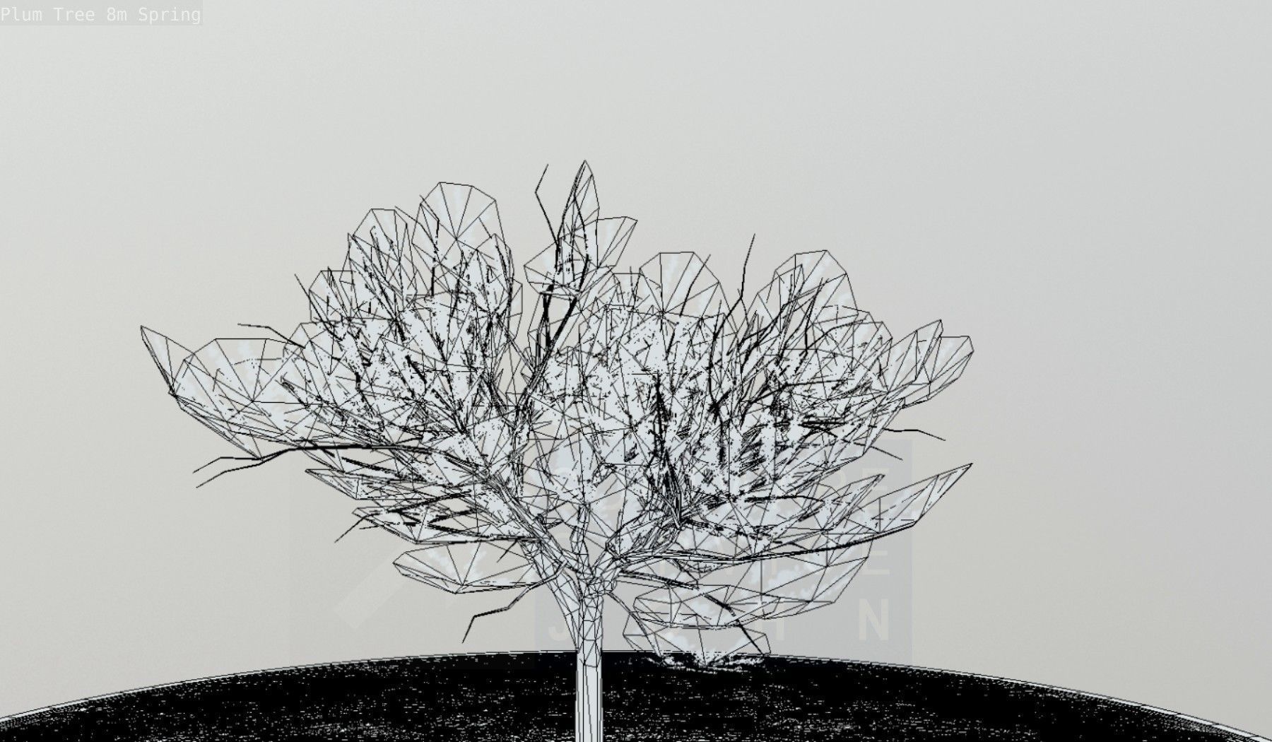 Plum Trees 8m Spring Low-poly 3D model_120