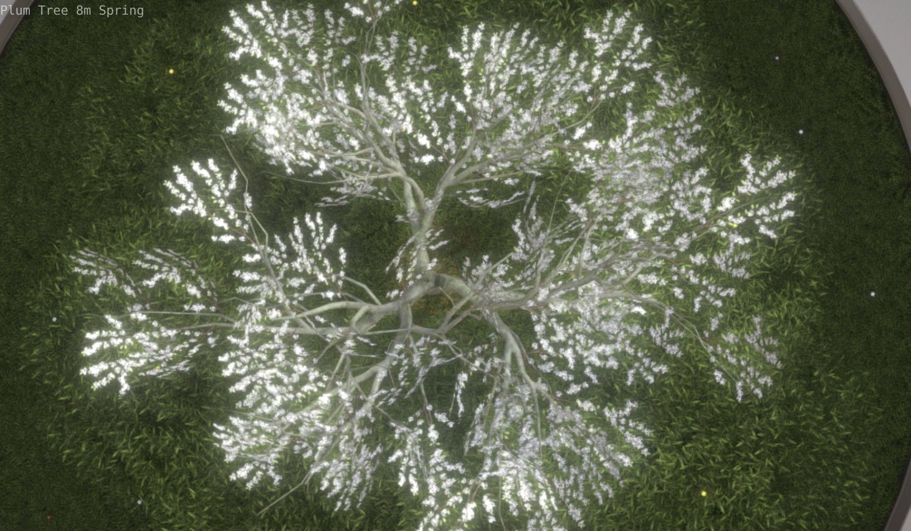 Plum Trees 8m Spring Low-poly 3D model_30