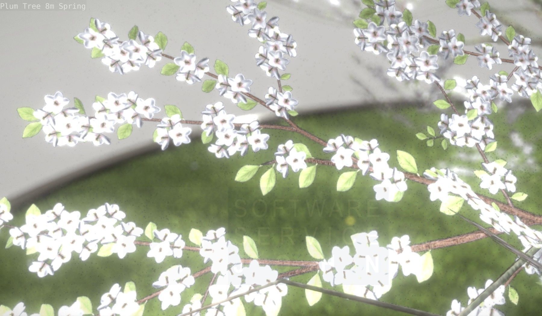 Plum Trees 8m Spring Low-poly 3D model_71