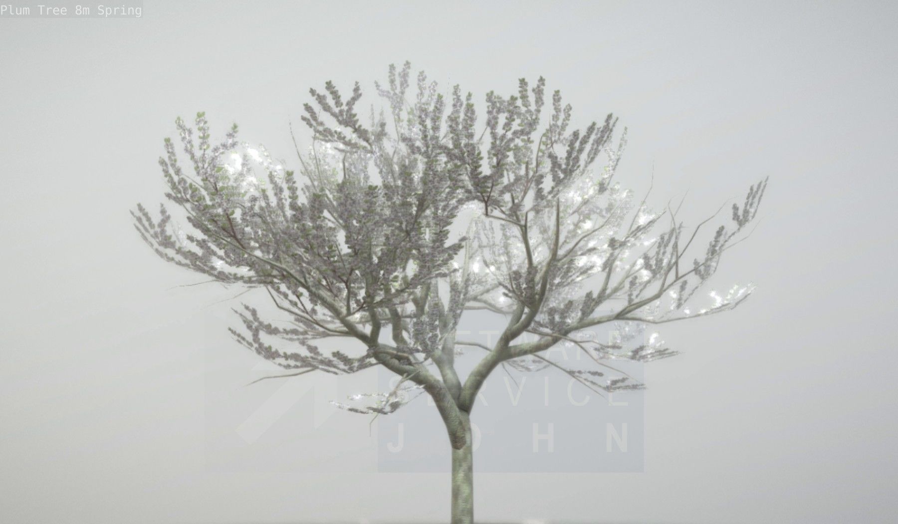 Plum Trees 8m Spring Low-poly 3D model_13