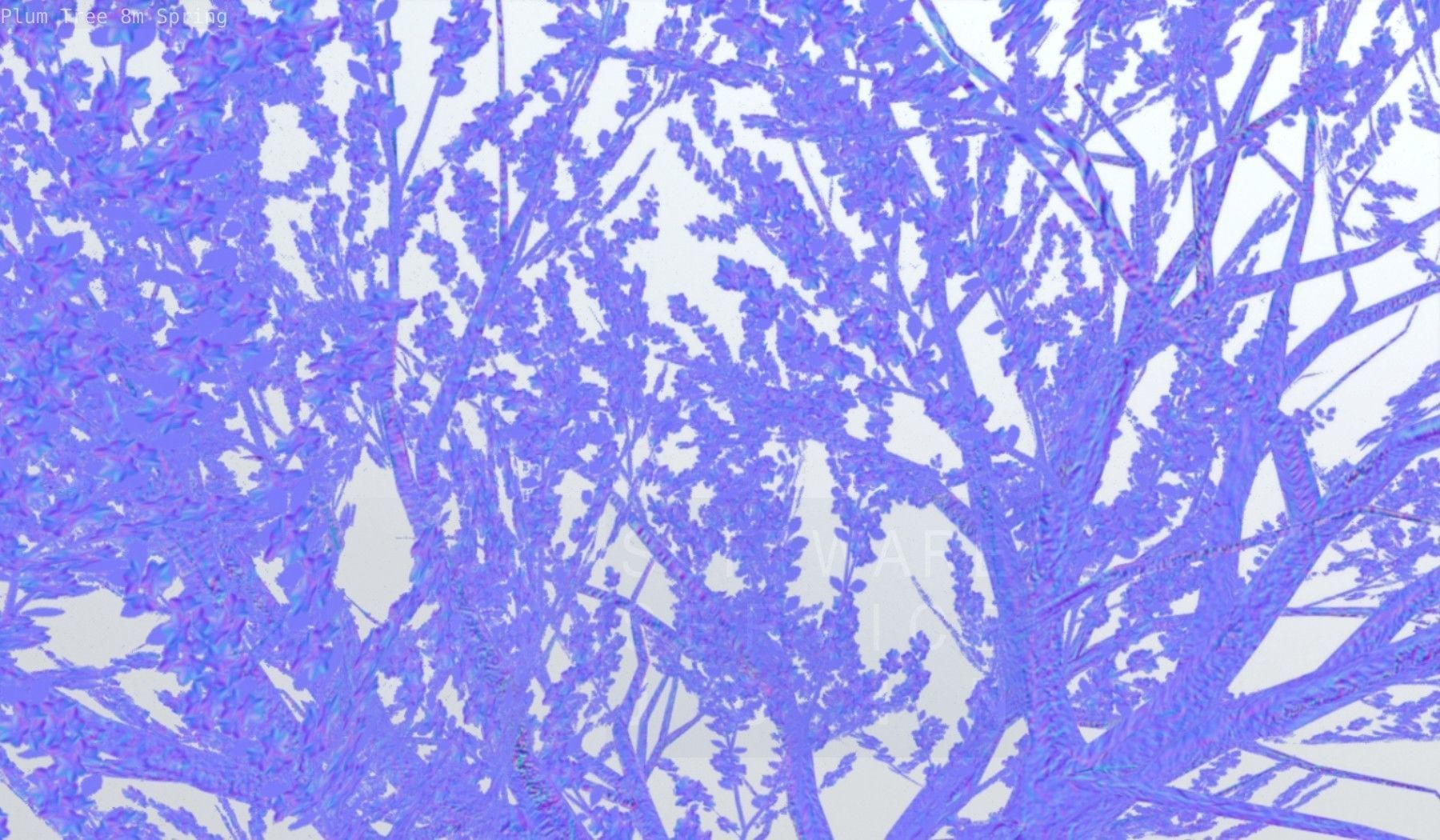 Plum Trees 8m Spring Low-poly 3D model_103