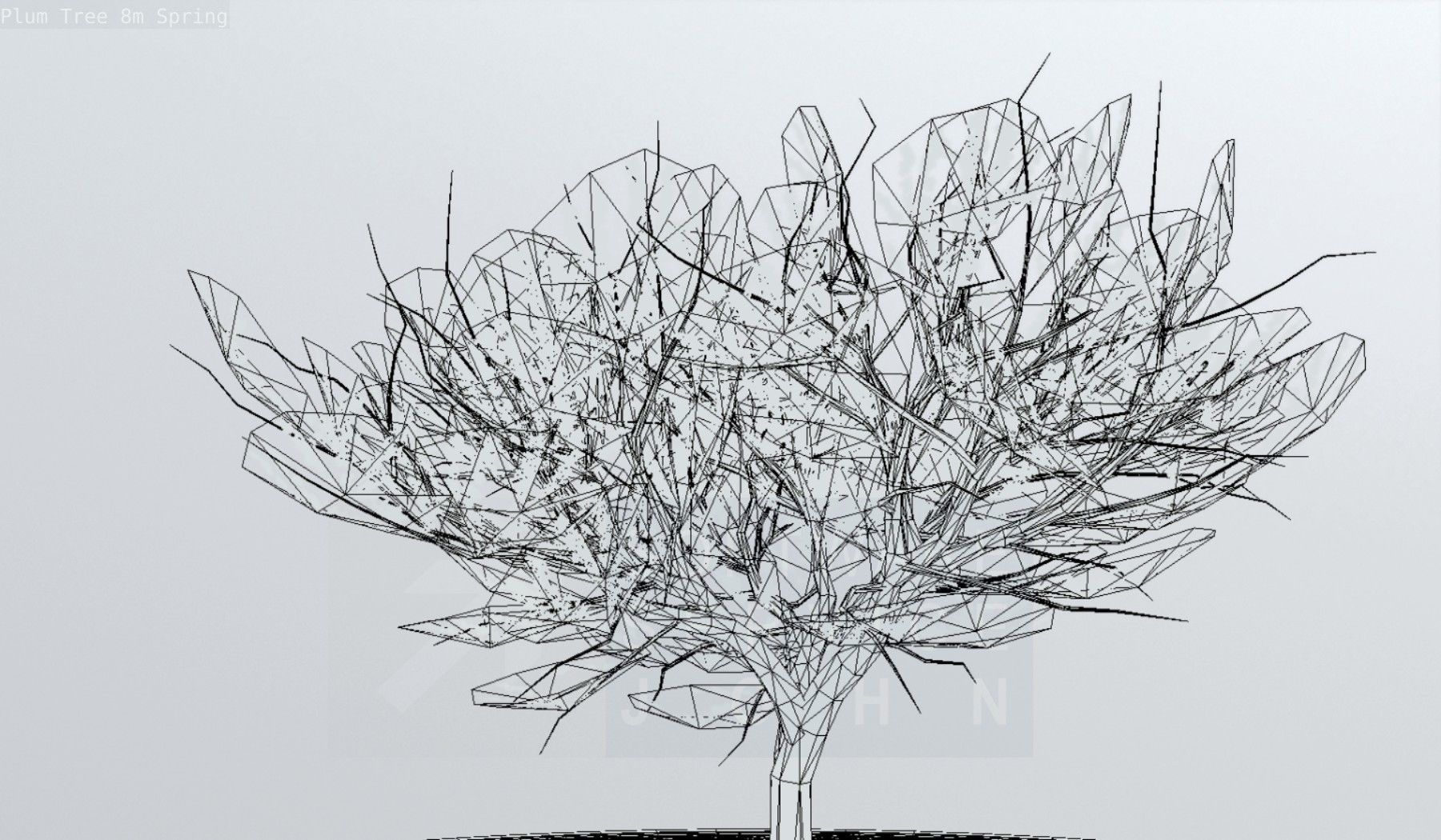 Plum Trees 8m Spring Low-poly 3D model_132