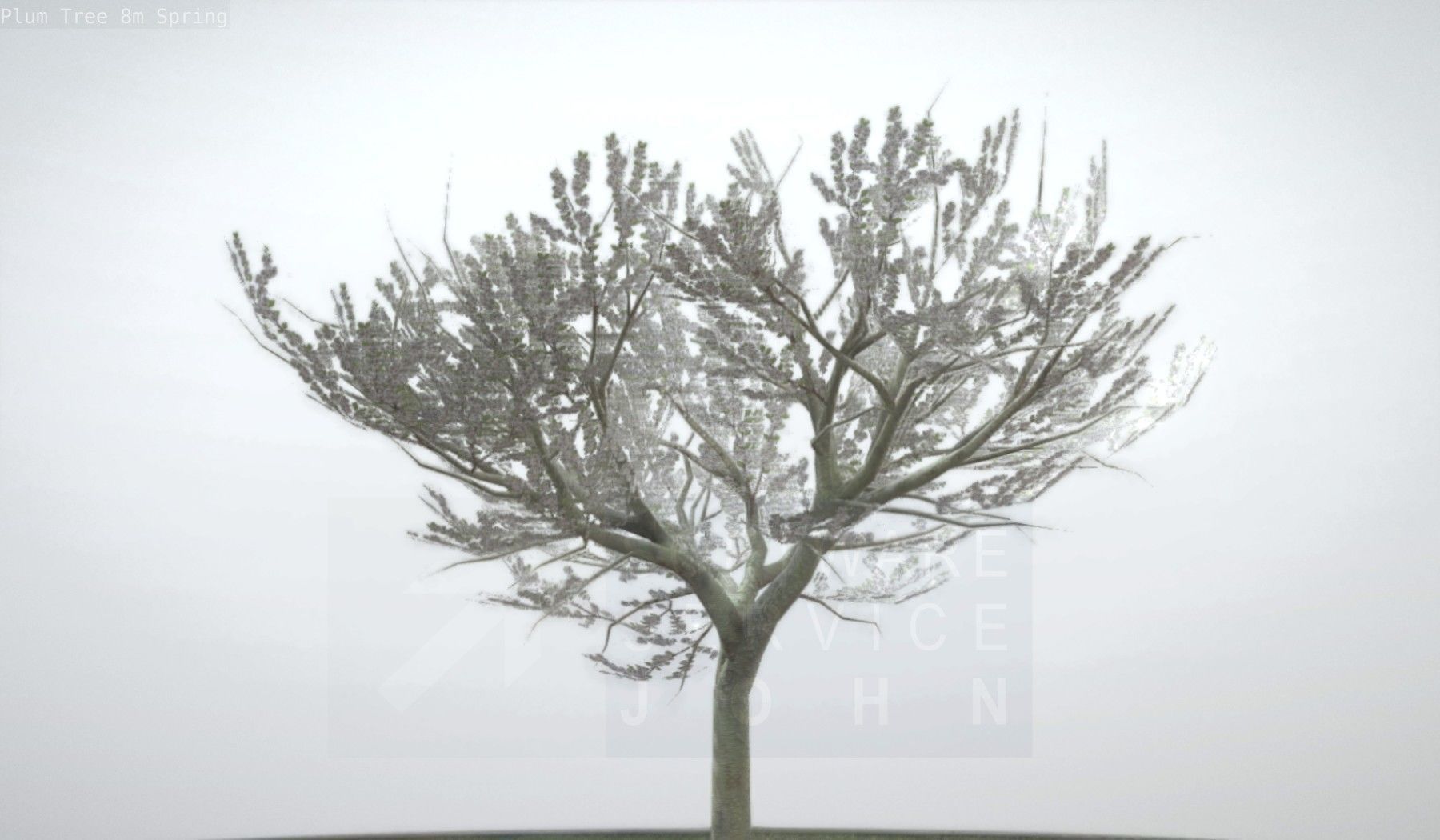 Plum Trees 8m Spring Low-poly 3D model_17