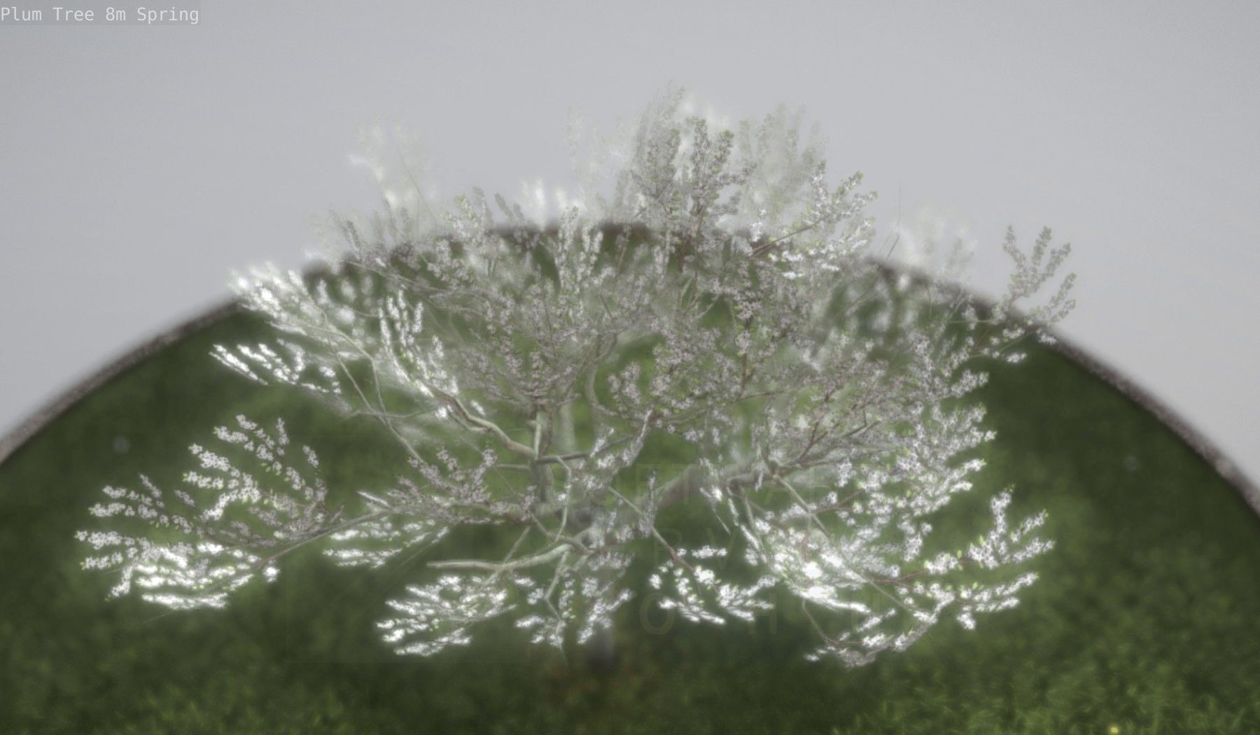 Plum Trees 8m Spring Low-poly 3D model_26