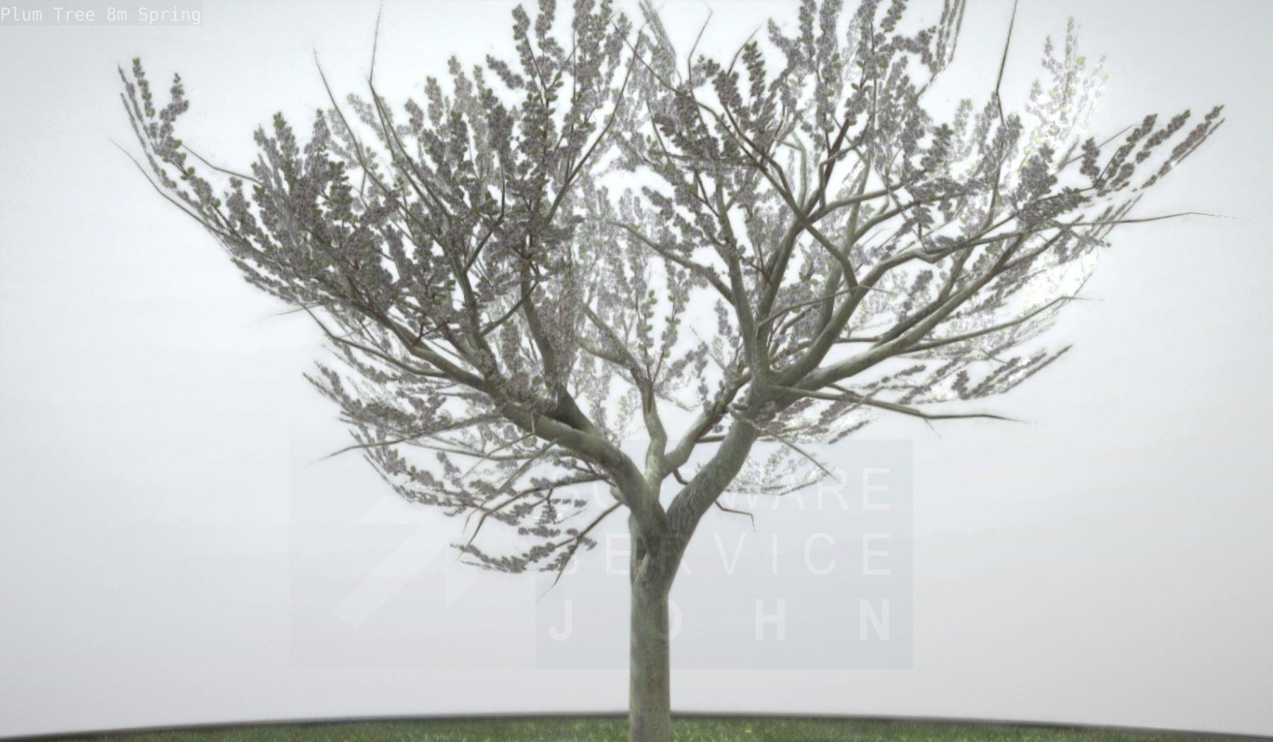 Plum Trees 8m Spring Low-poly 3D model_44