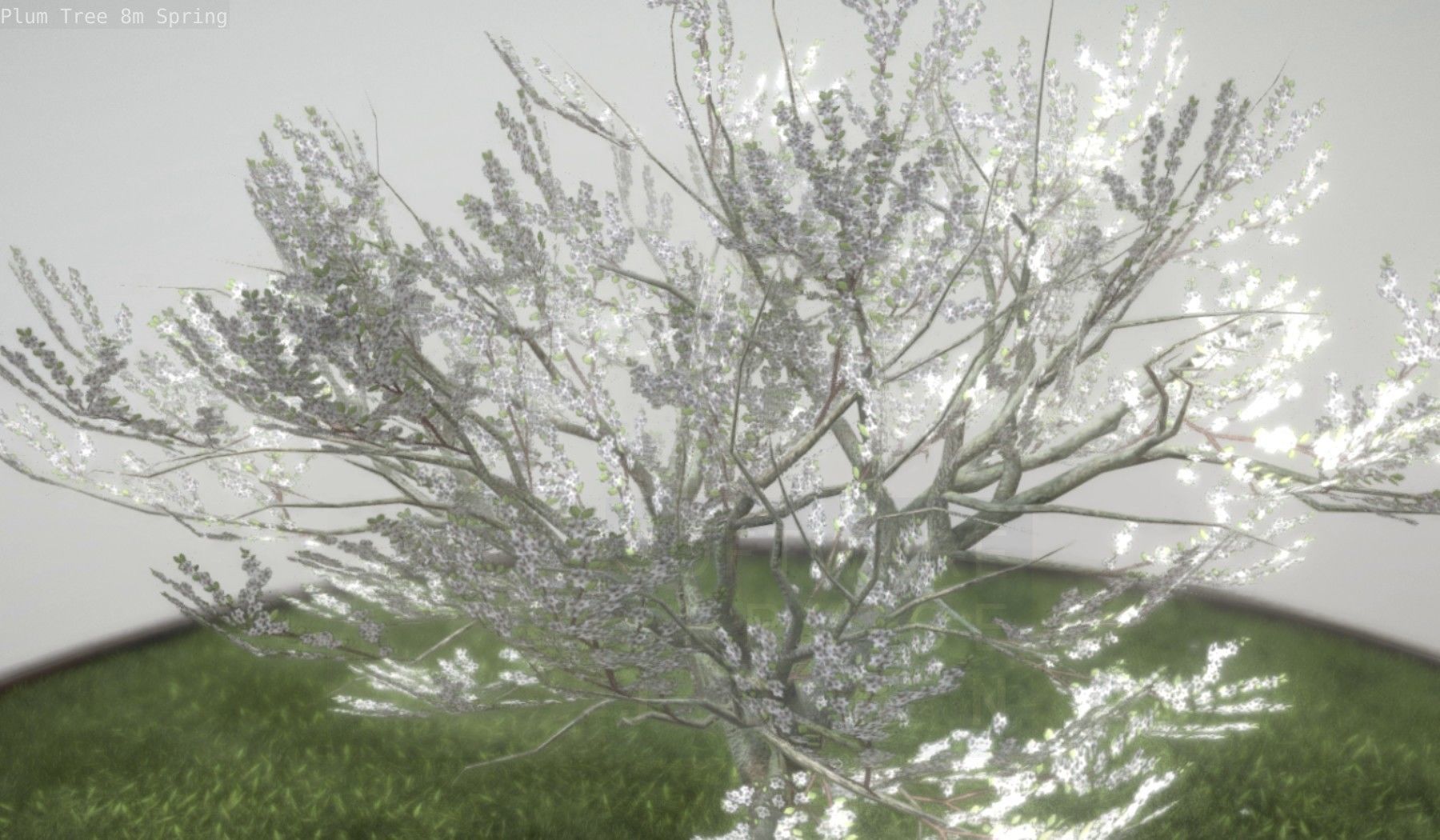 Plum Trees 8m Spring Low-poly 3D model_38