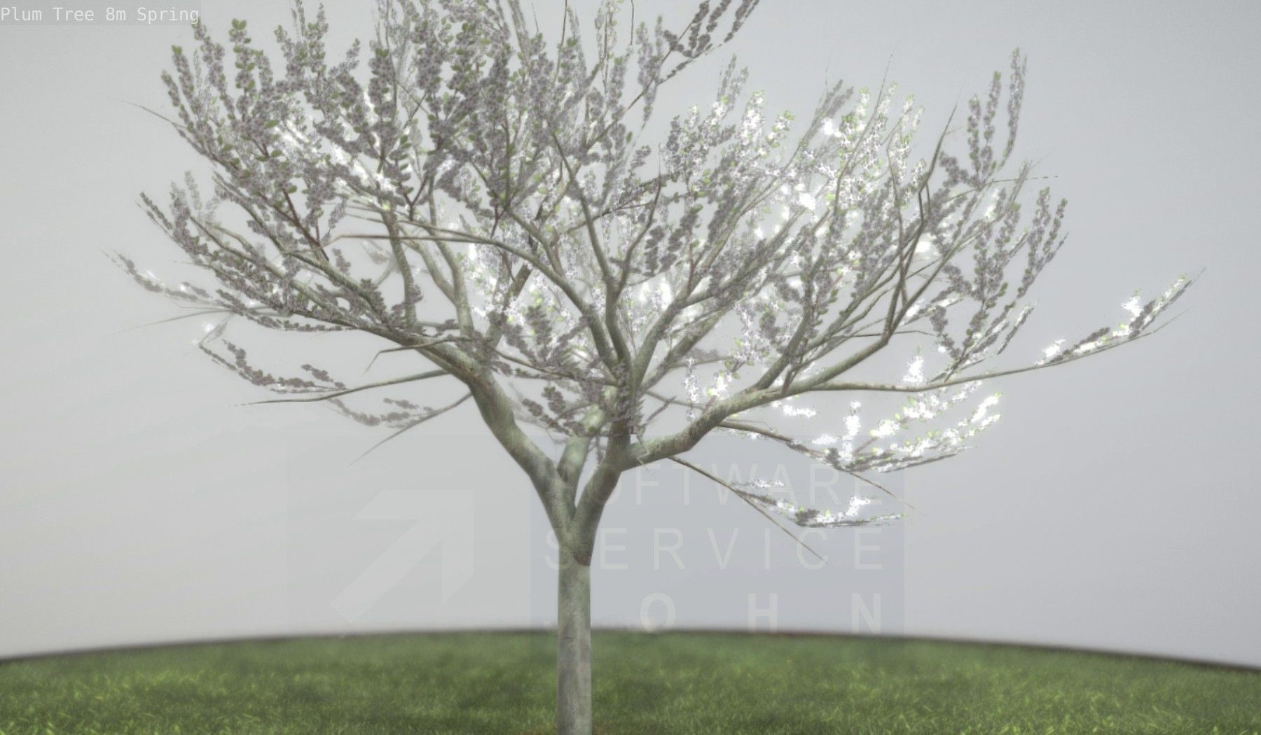 Plum Trees 8m Spring Low-poly 3D model_81