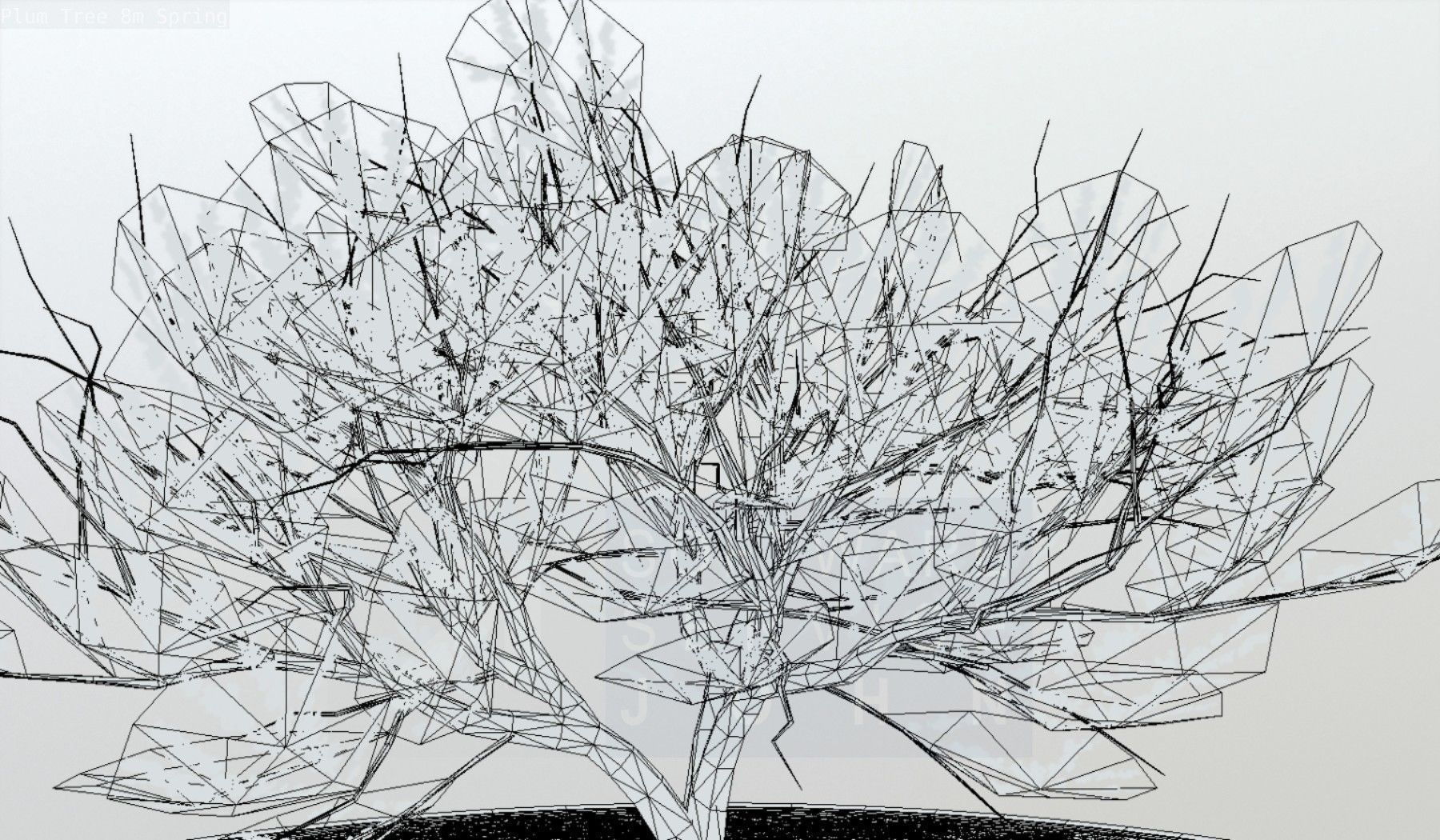 Plum Trees 8m Spring Low-poly 3D model_126