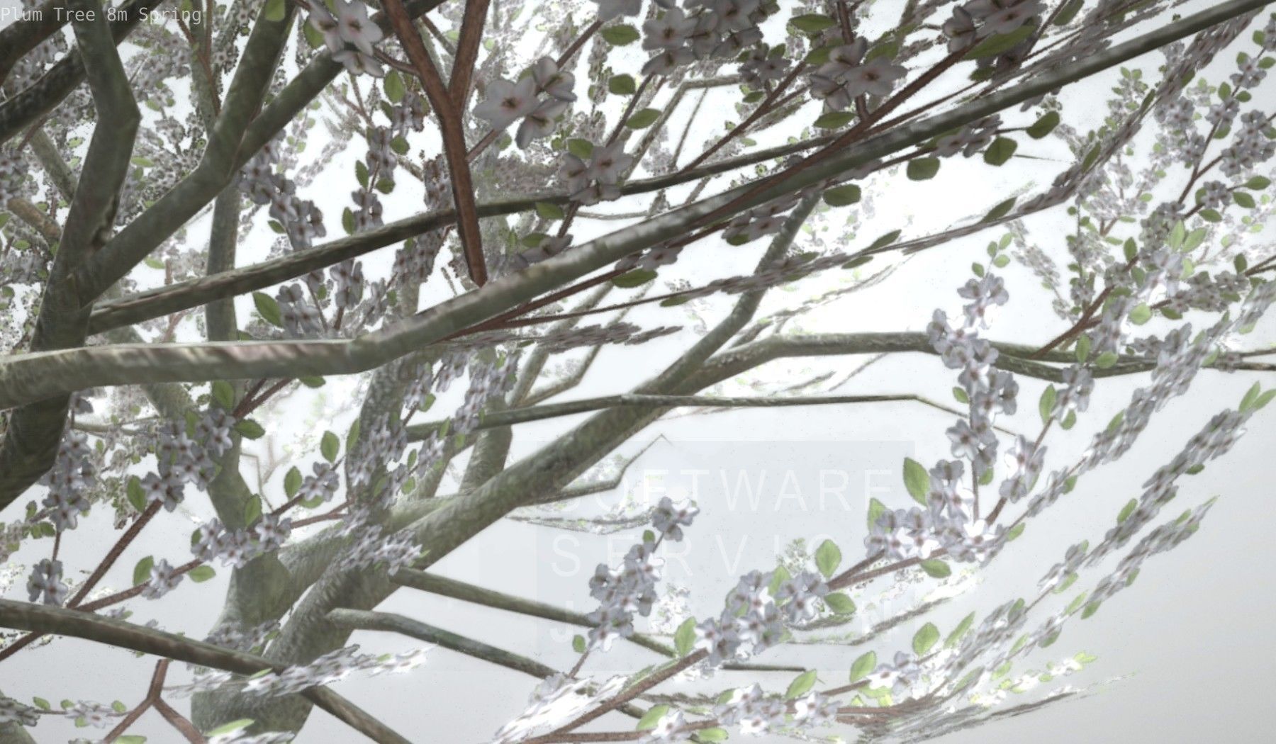 Plum Trees 8m Spring Low-poly 3D model_76