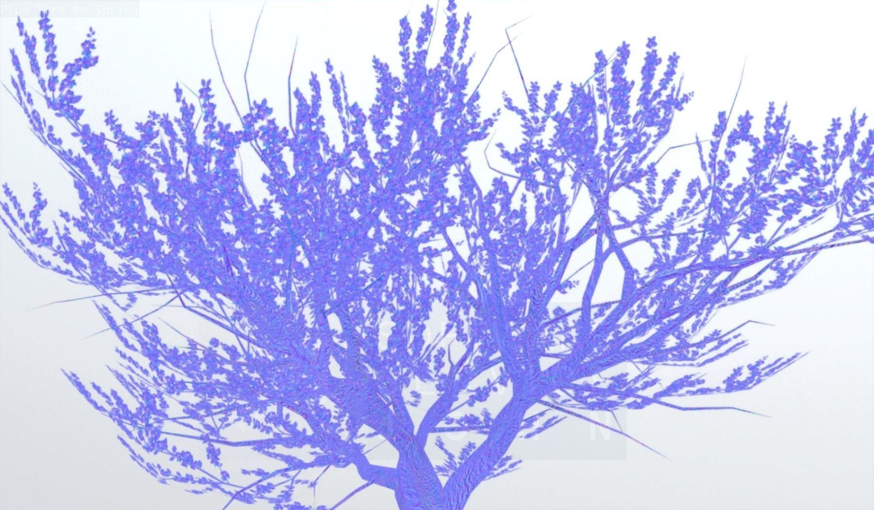 Plum Trees 8m Spring Low-poly 3D model_104
